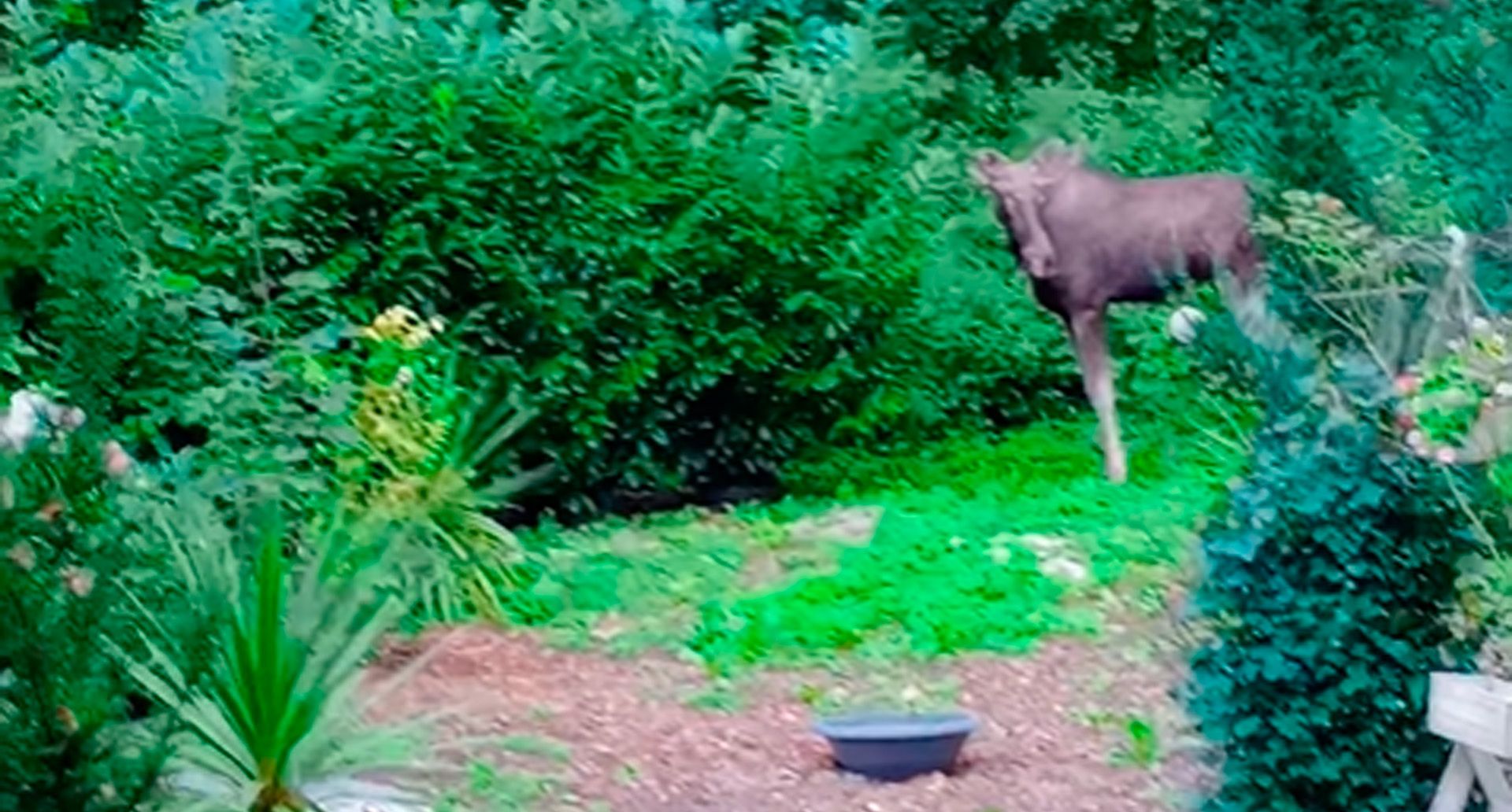 Elch Emil besuchte die Lourdesgrotte in Maria Gugging.