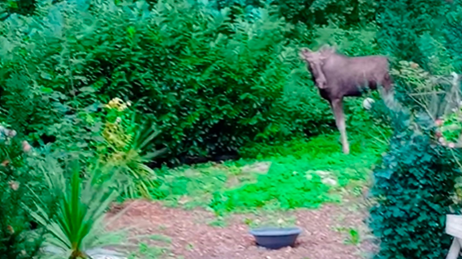 Heute.at - Neues Video! Hier spaziert Elch Emil durch Pilgerort