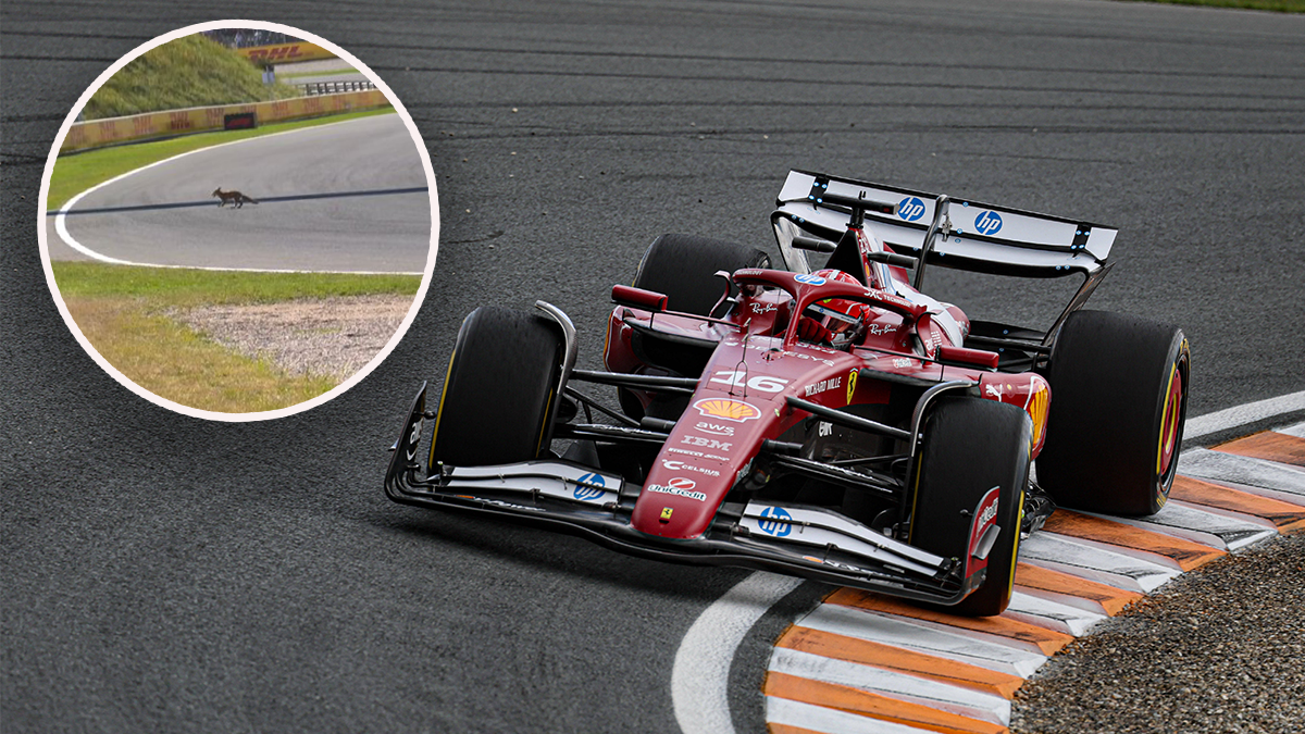 Während des Qualifyings in Zandvoort sprintete ein Fuchs über die Strecke. 