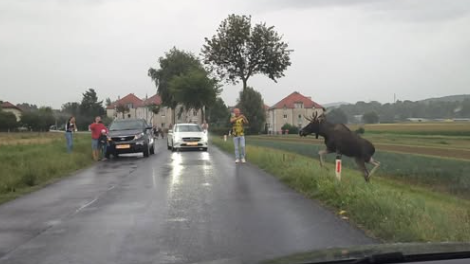 Heute.at - Die Leute sind unmöglich – Gaffer jagen Elch Emil
