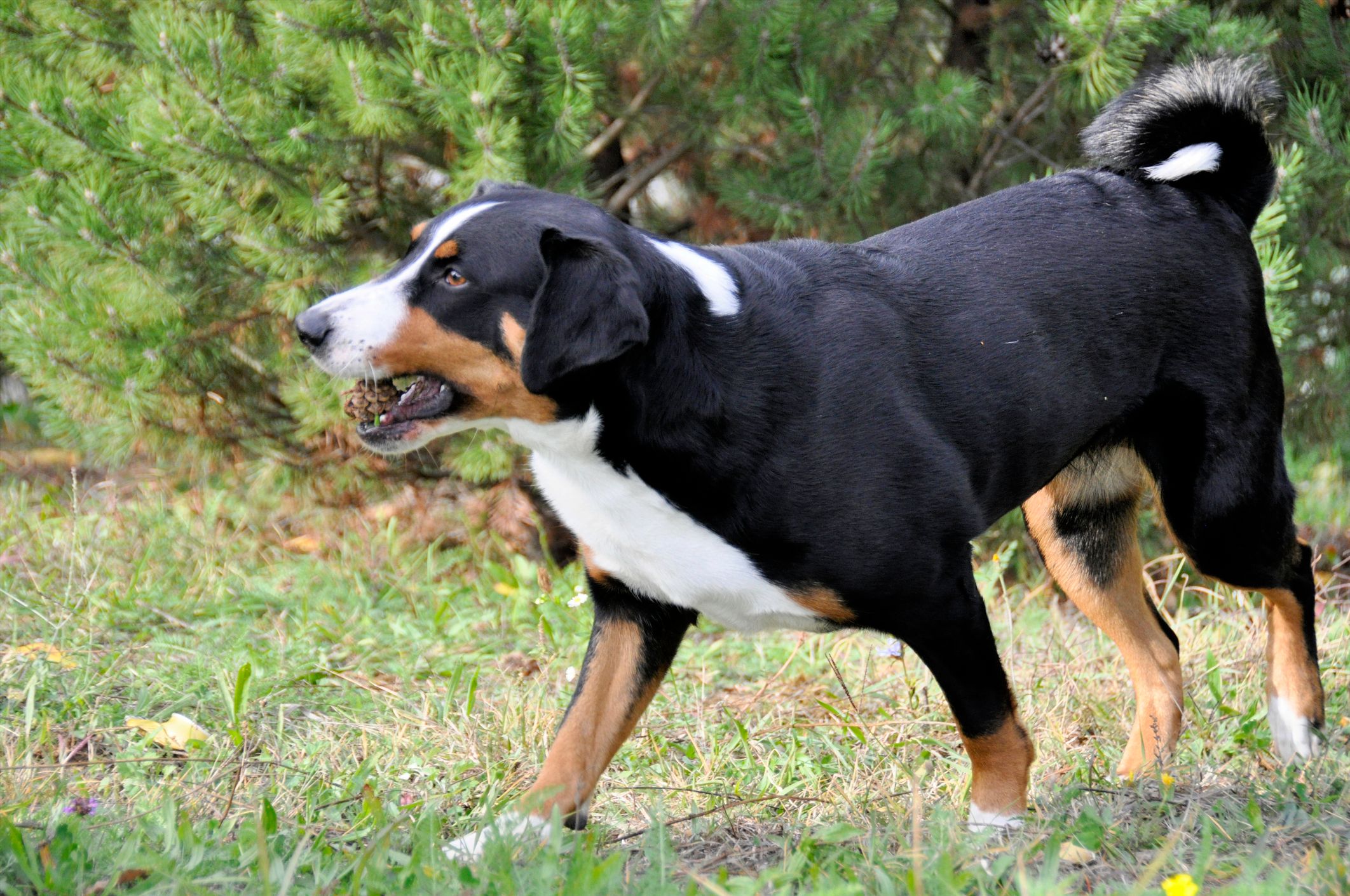 Ein Appenzeller Sennenhund attackierte die Frau in Tumeltsham (Bez. Ried im Innkreis). (Symbolbild)