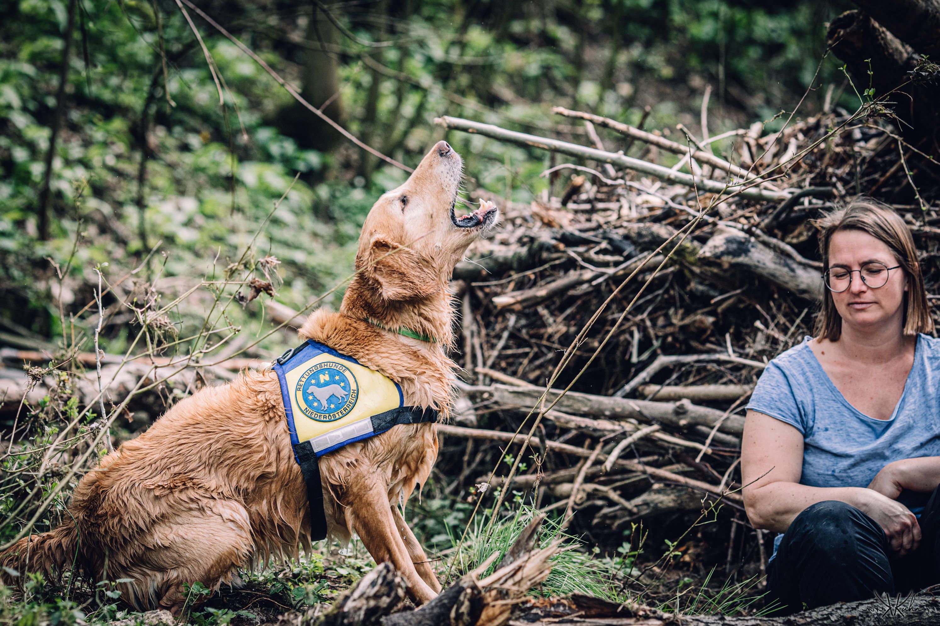 Der Rettungshund hat die ehrenamtliche Hundeführerin in der Übung entdeckt.