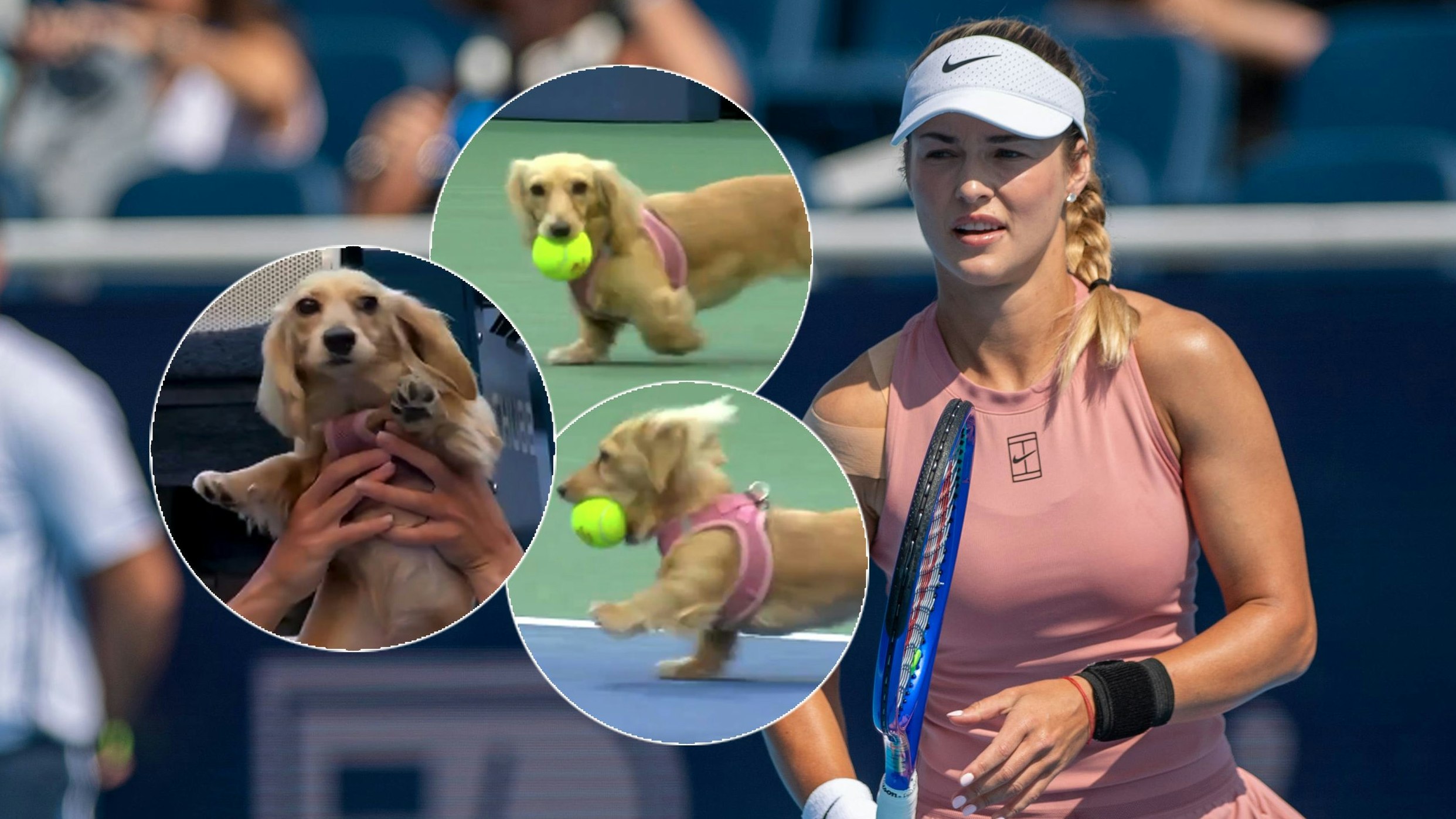 Heute.at - Hund stiehlt bei US Open Tennis-Assen die Show