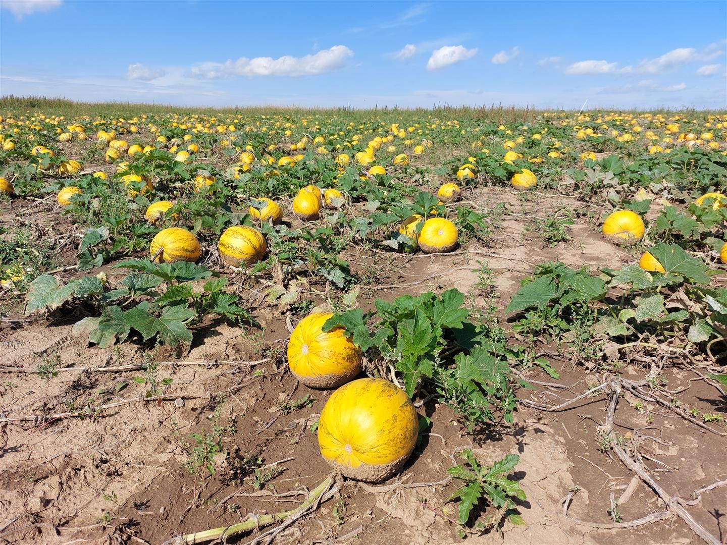 Auf Prüfparzellen werden derzeit in der Steiermark neuere und robustere Ölkürbis-Sorten geerntet