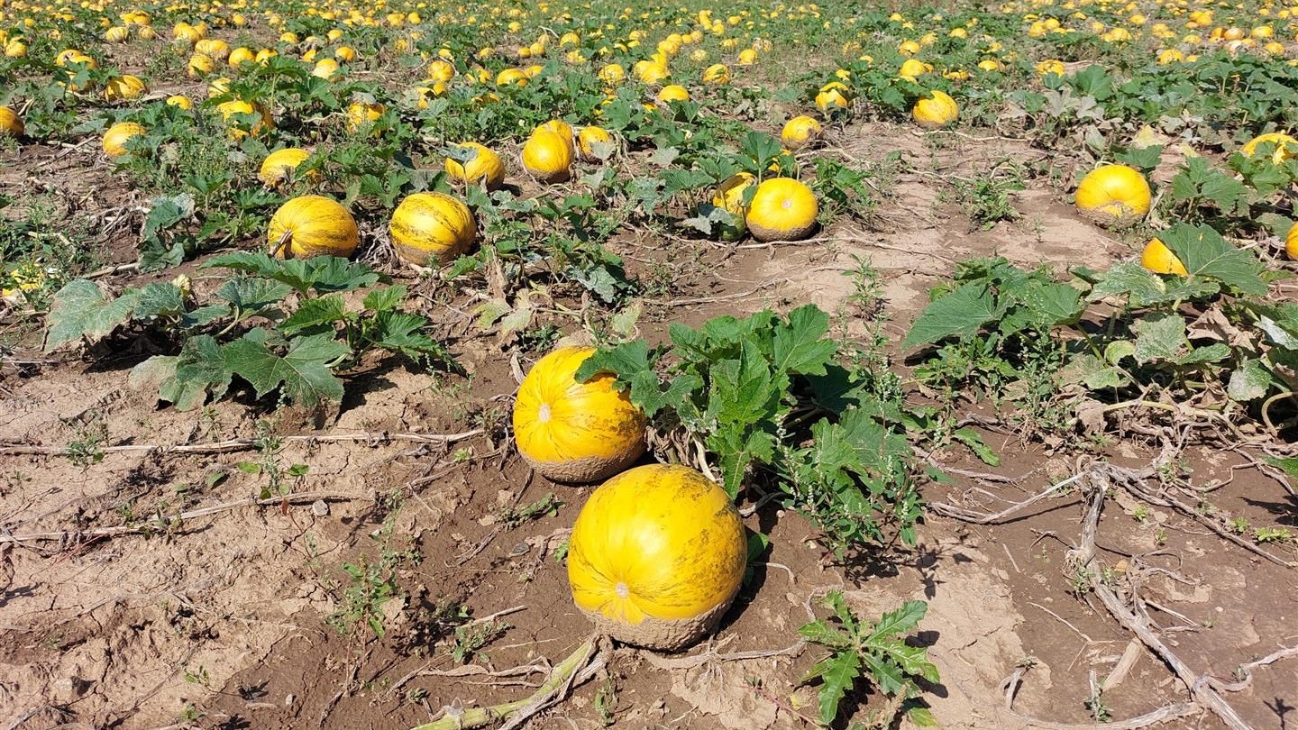 Heute.at - Neuer Superkürbis soll steirische Kernöl-Zukunft retten
