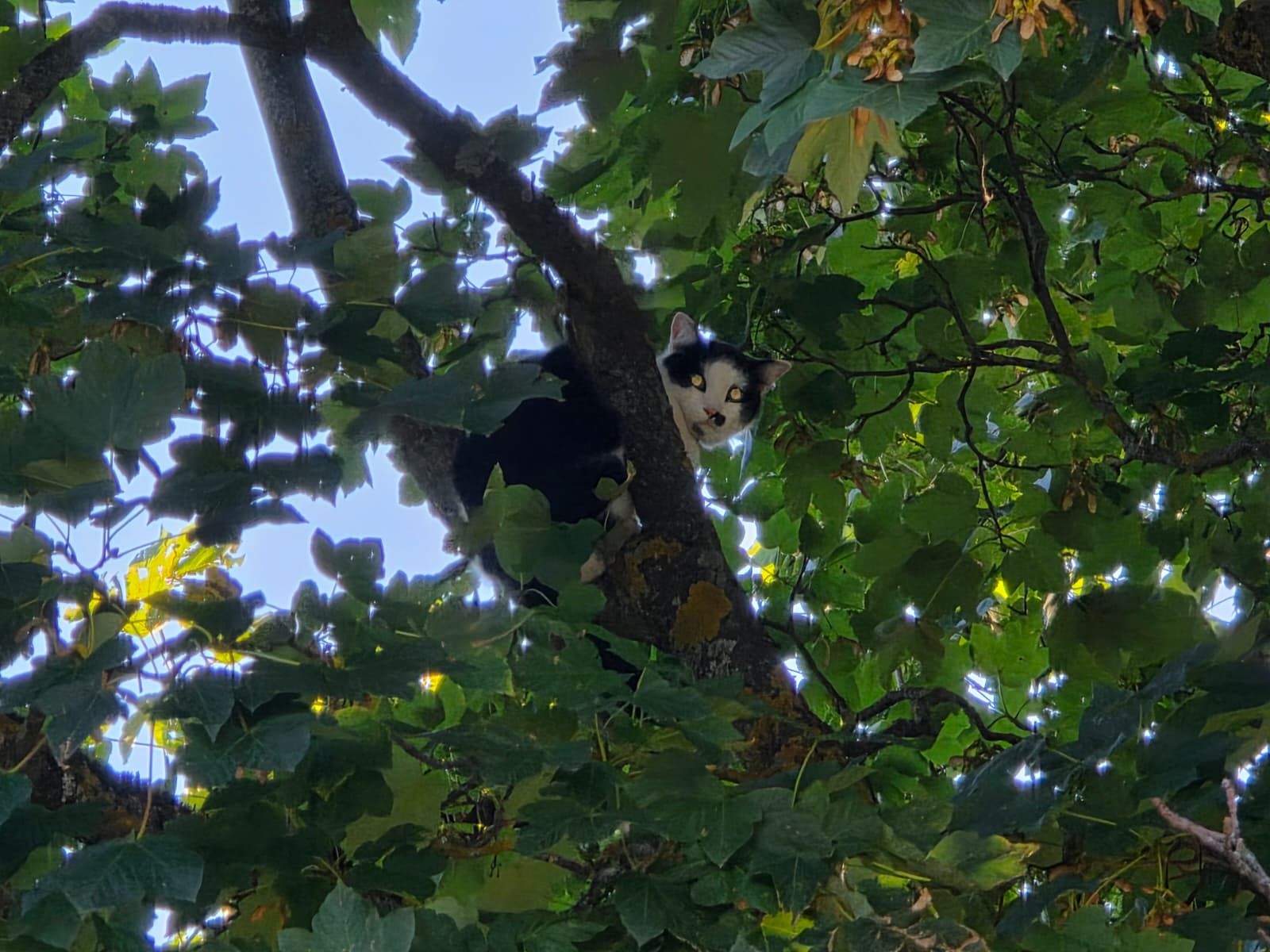 Die Katze wollte hoch hinaus – und bleib in luftiger Höhe stecken.