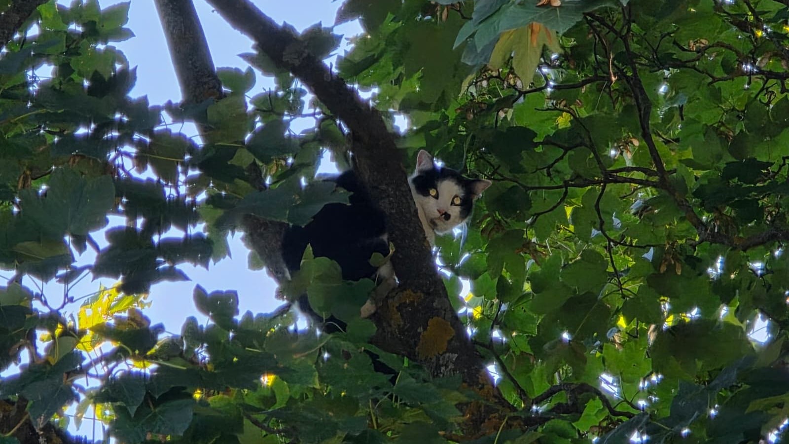 Die Katze wollte hoch hinaus – und bleib in luftiger Höhe stecken.