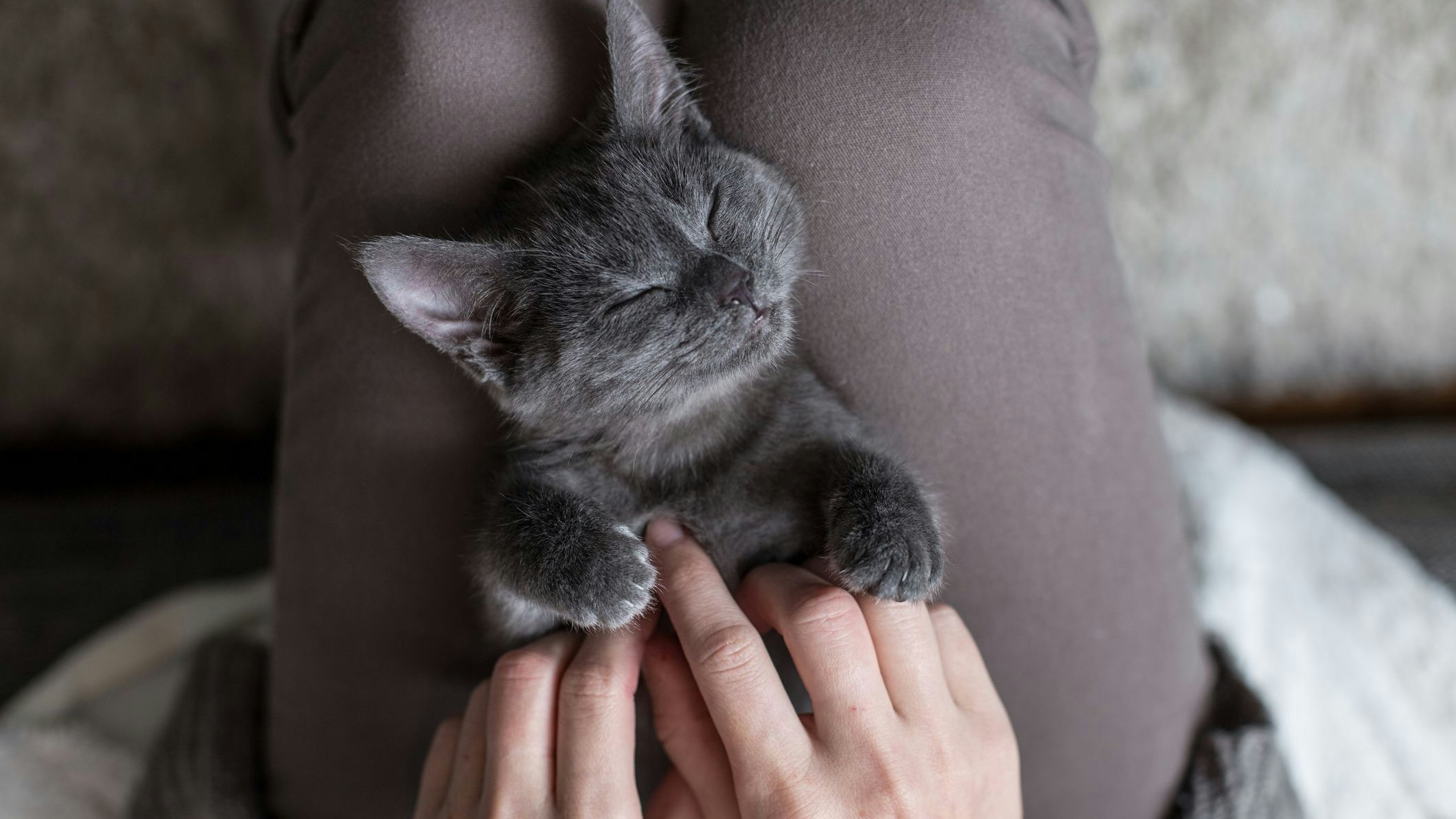 Heute.at - Mit einem Trick wird deine Katze super verschmust