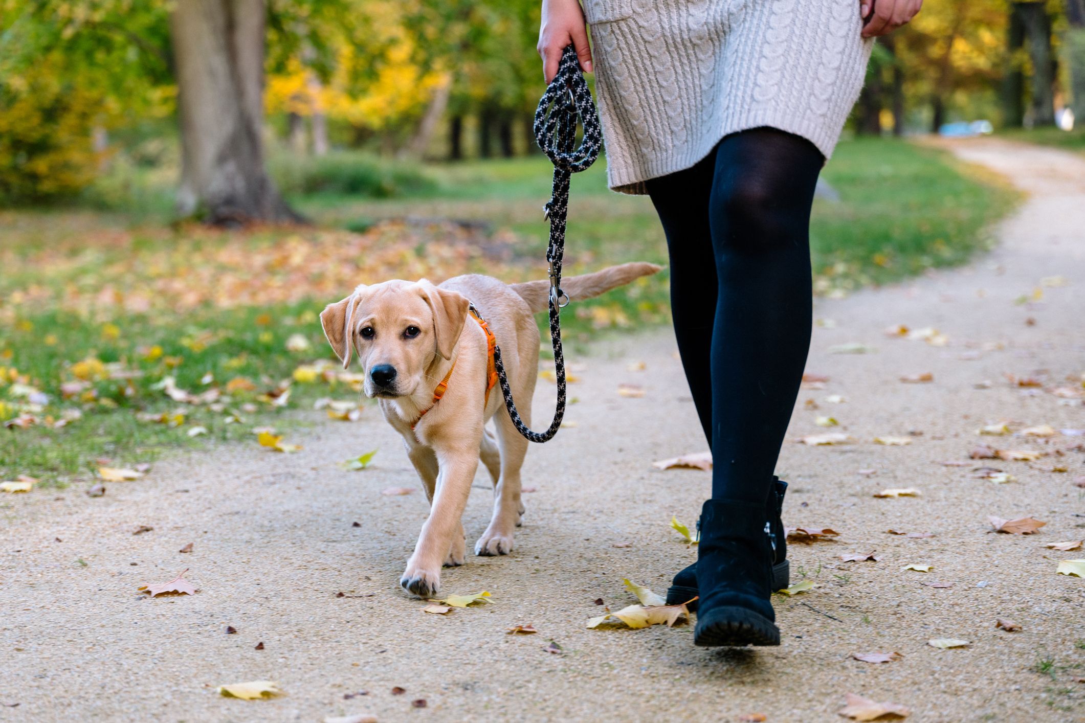 Befolgen Hundehalter die strengen Regeln nicht, drohen harte Konsequenzen. (Symbolbild)