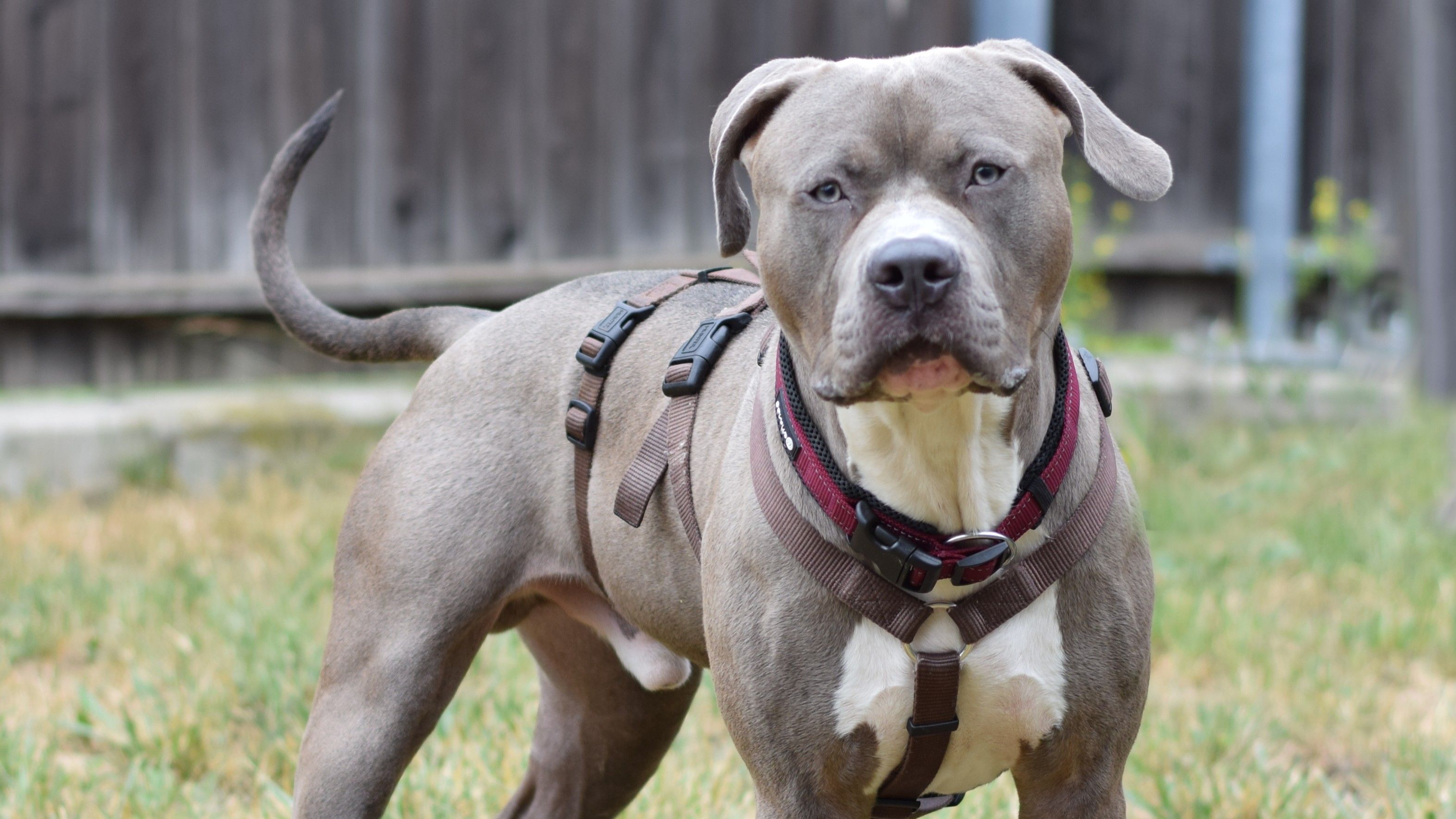 Fundtier Vitus ist auf der Suche nach einem sportlichen Zuhause.