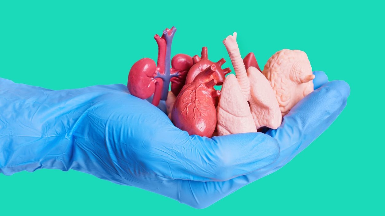Close-up shot of a hand wearing blue surgical glove holding a handful of miniature anatomical replicas of human organs isolated on green. Surgery, anatomy, education and health related background.