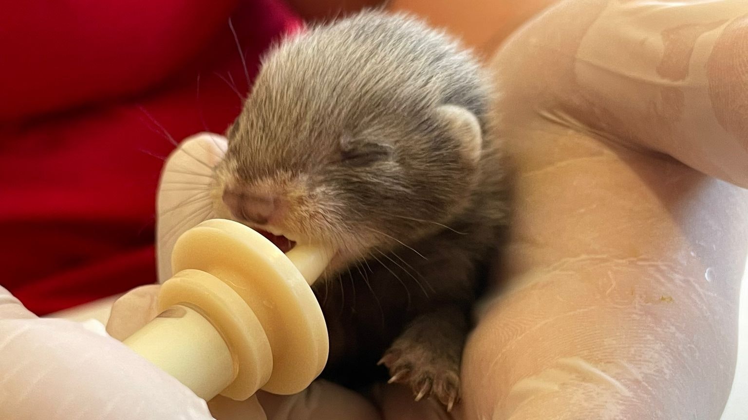 Heute.at - Igor wird jetzt mit dem Fläschchen aufgezogen