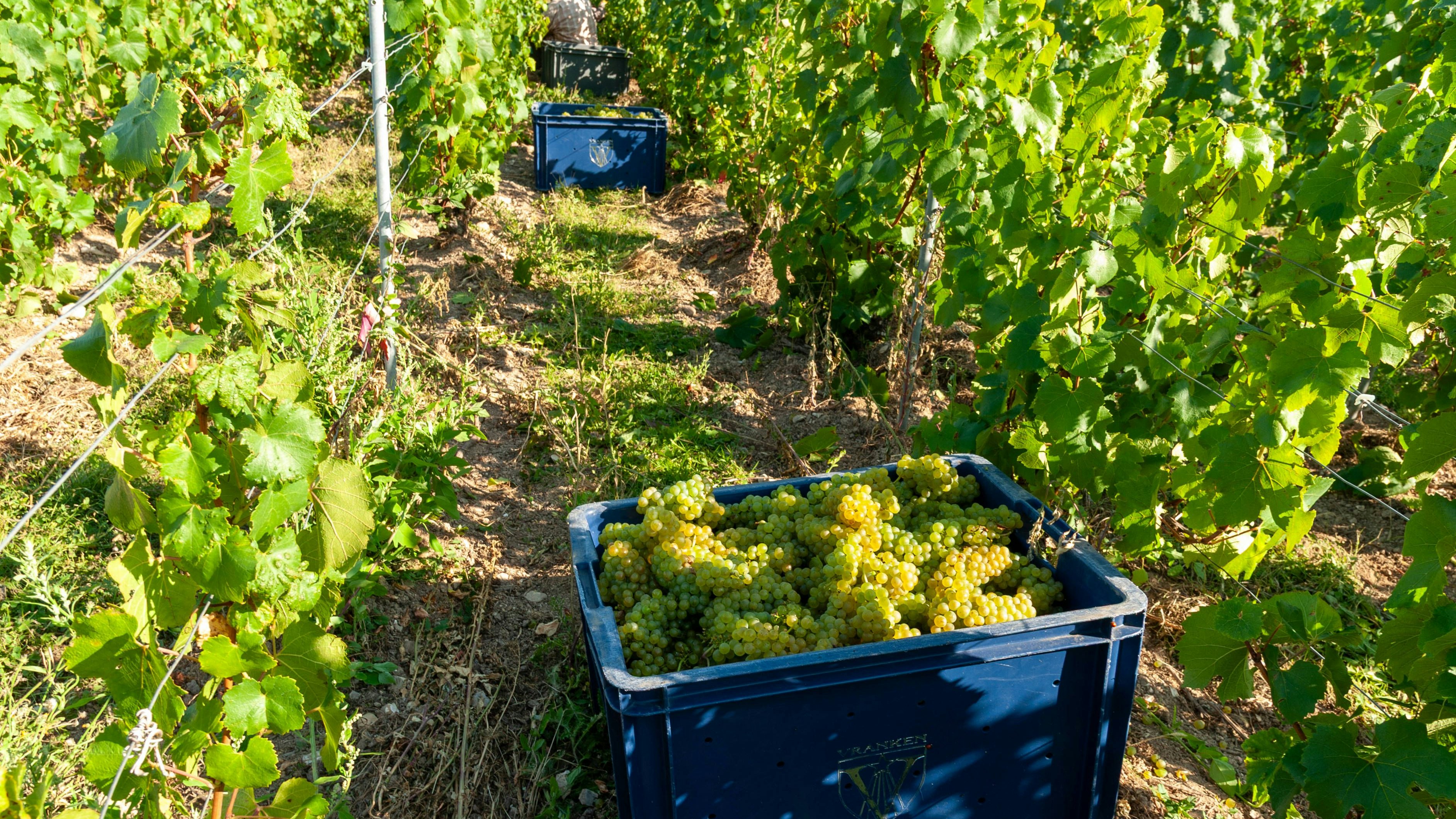 Heute.at - Winzer verkaufte falschen Champagner – vier Jahre Haft