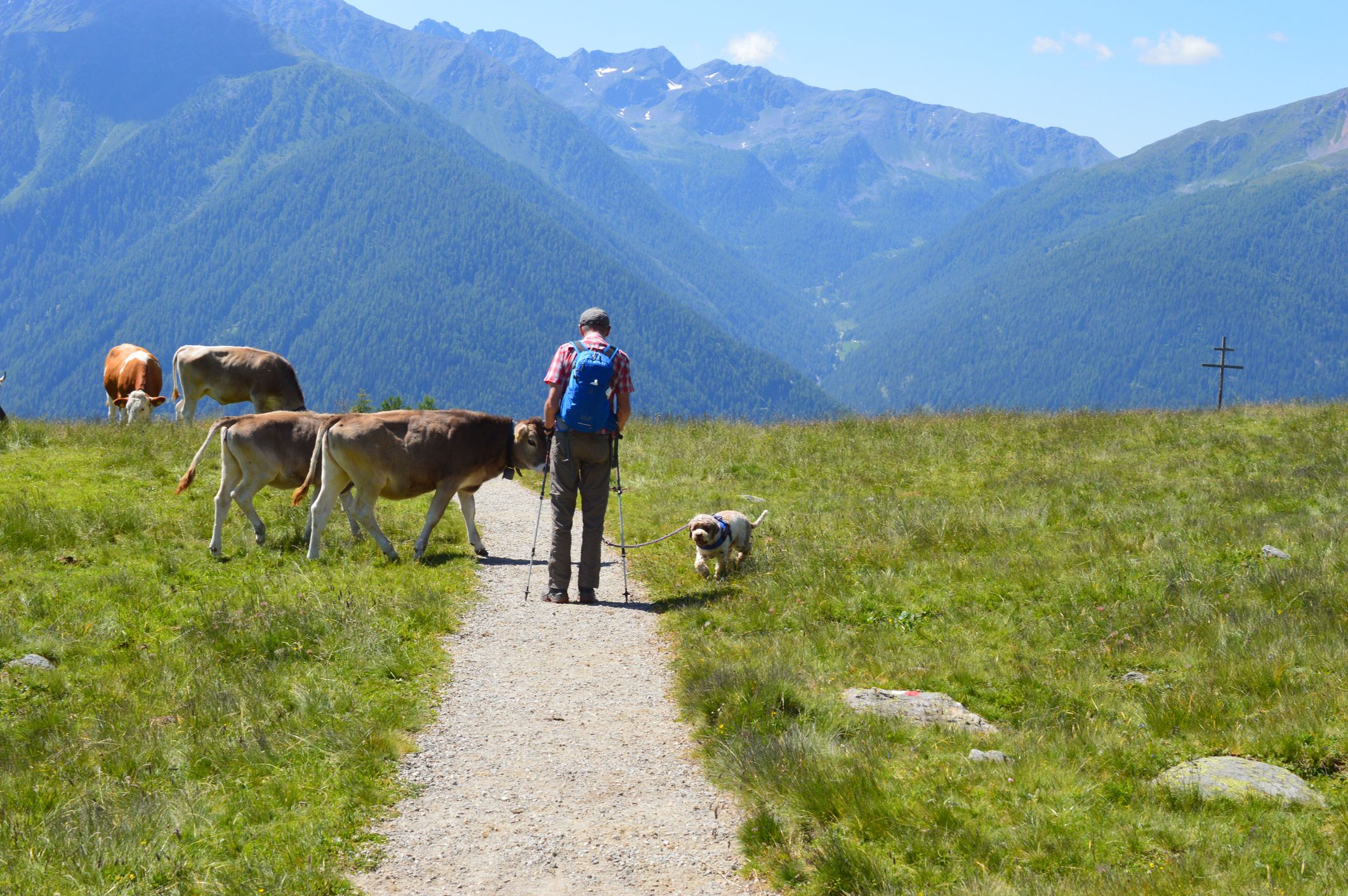 Das Wandern auf Almen mit einem Hund könnte in der Steiermark bald verboten werden.