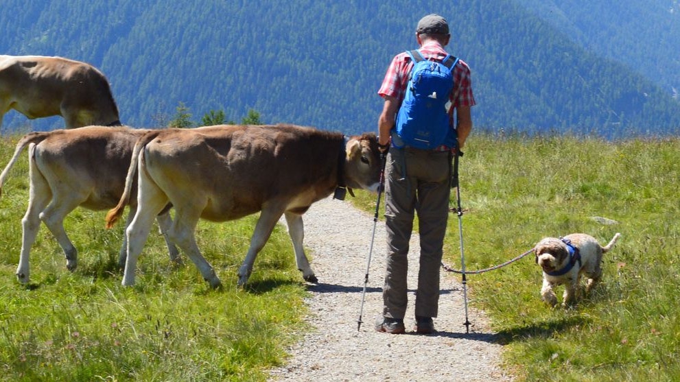 Heute.at - Hundeverbot auf Almen – Neue Forderung der Kammer