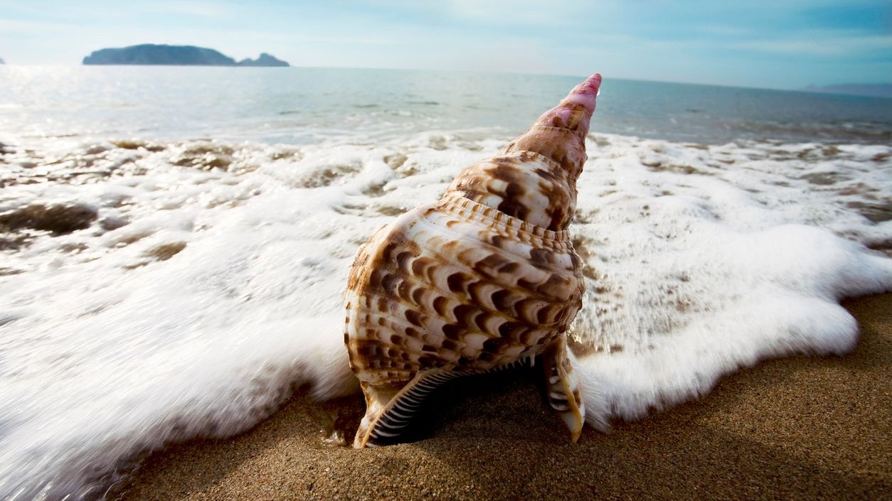 Das Tritonshorn: schön, aber bald ausgerottet.