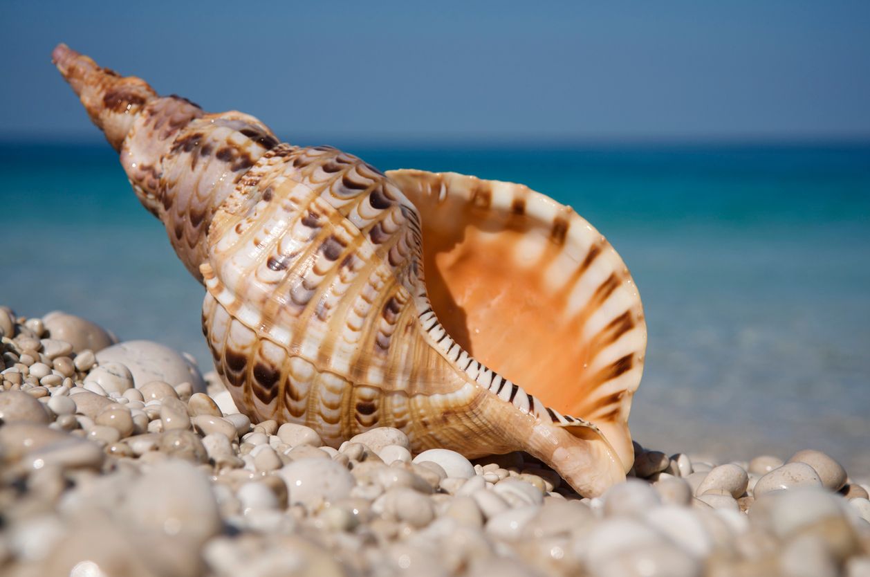 Das könnte das nächste Zuhause eines Einsiedlerkrebses werden.