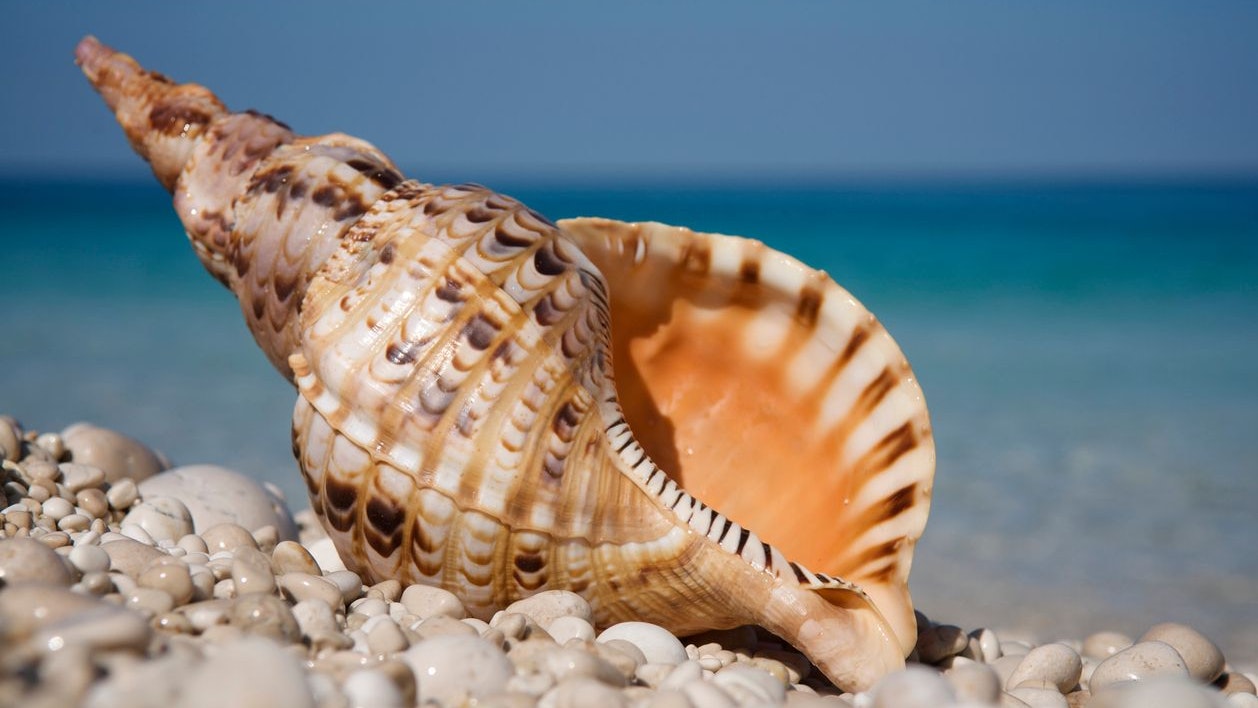 Heute.at - Keine Schneckenhäuser aus dem Urlaub mitnehmen