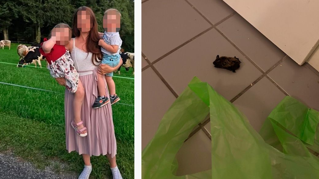 Heute.at - Wienerin in Panik – Fledermaus flog in meine Wohnung