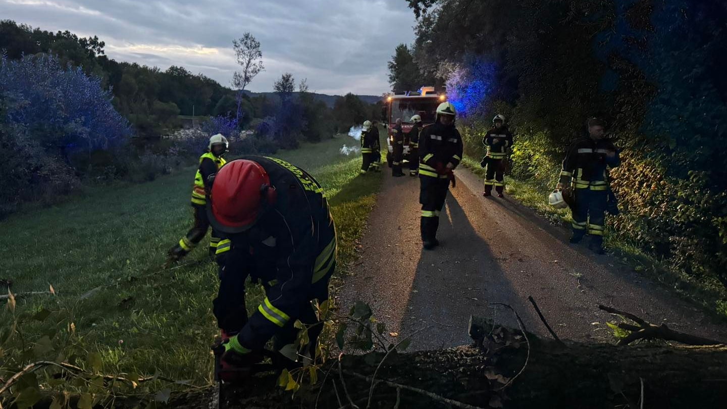 Heute.at - Mehrere Stürze! Biber legt beliebten Radweg lahm