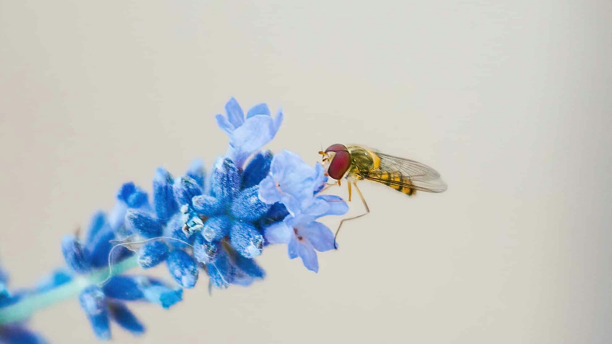 Von den über 500 Arten von Schwebfliegen in Europa steht etwa ein Drittel vor dem Aussterben.