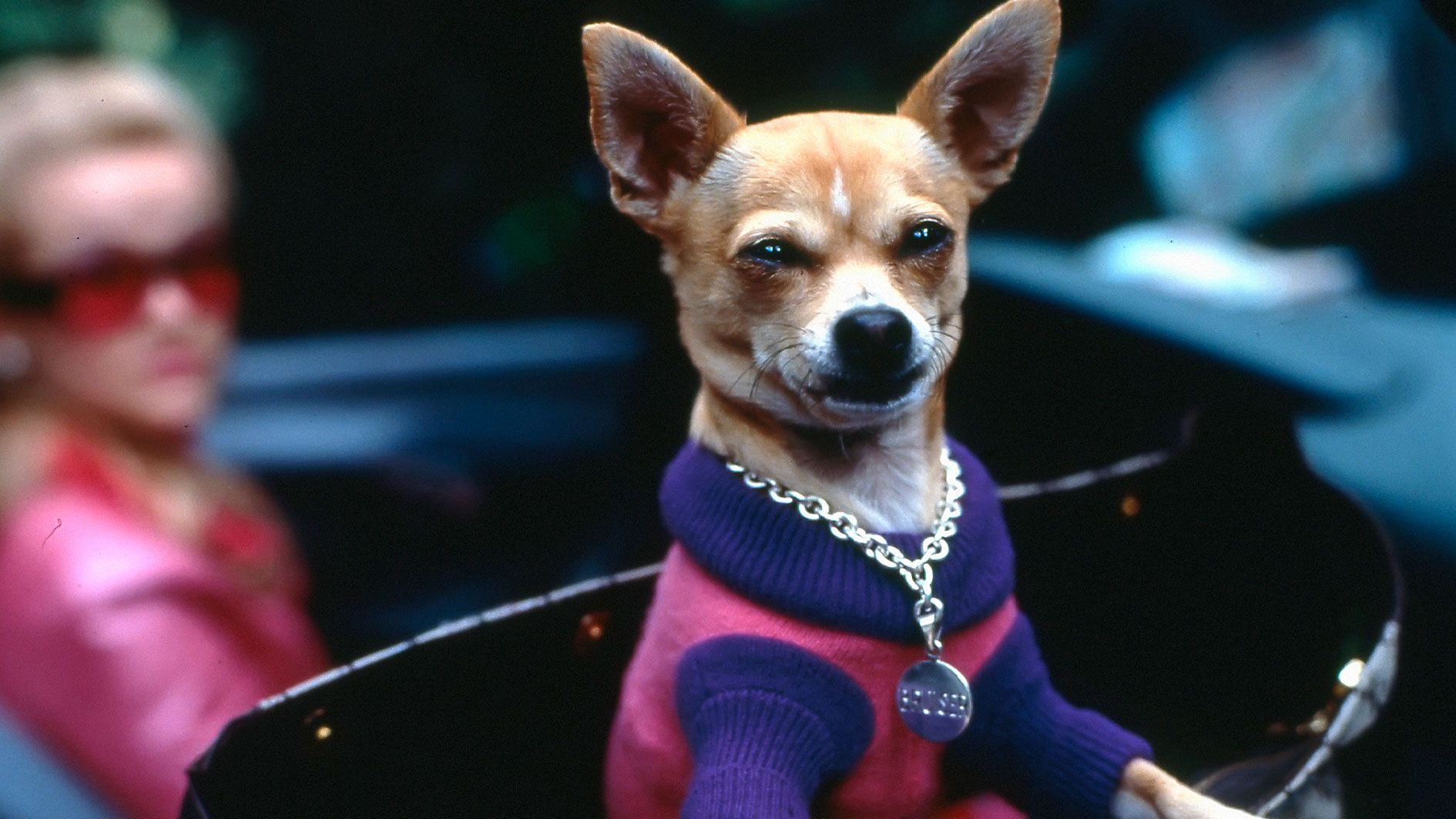 Immer mehr Schmuckmarken produzieren nicht nur für Mensch, sondern auch für die Haustiere kleine Schmuckstücke.