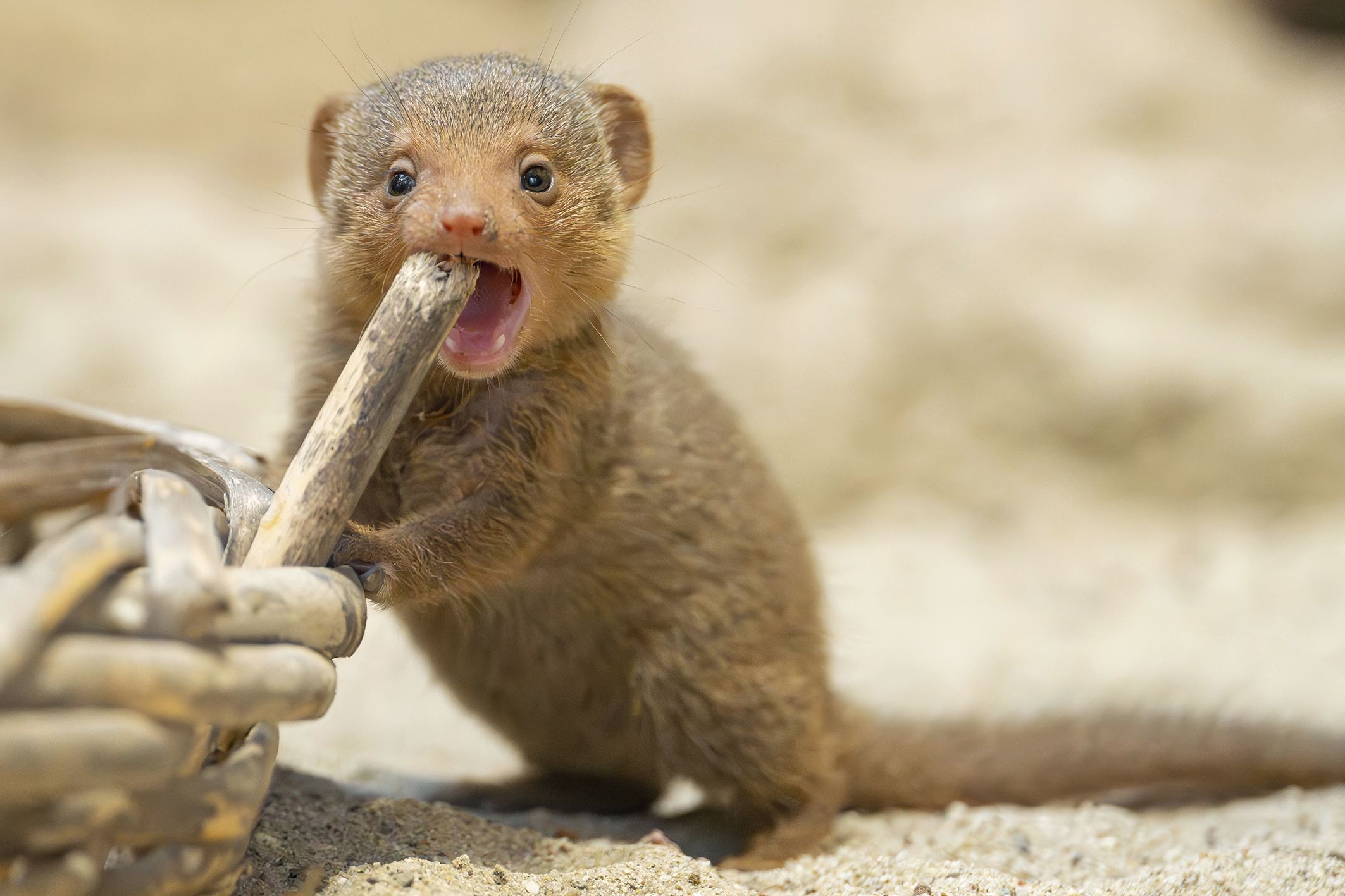 Die kleinen Raubtiere stellen das Ostafrikahaus auf den Kopf.