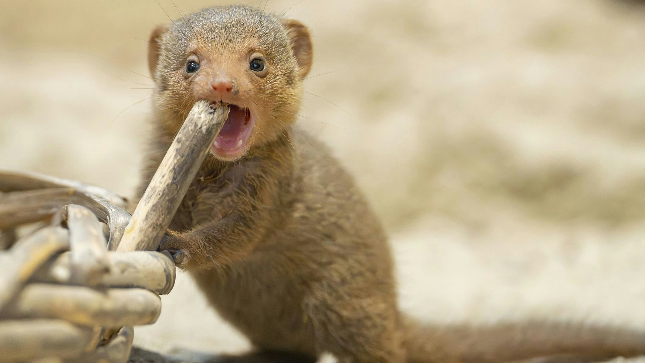 Heute.at - Vier Zwergmangusten-Babys machen Wiener Zoo unsicher