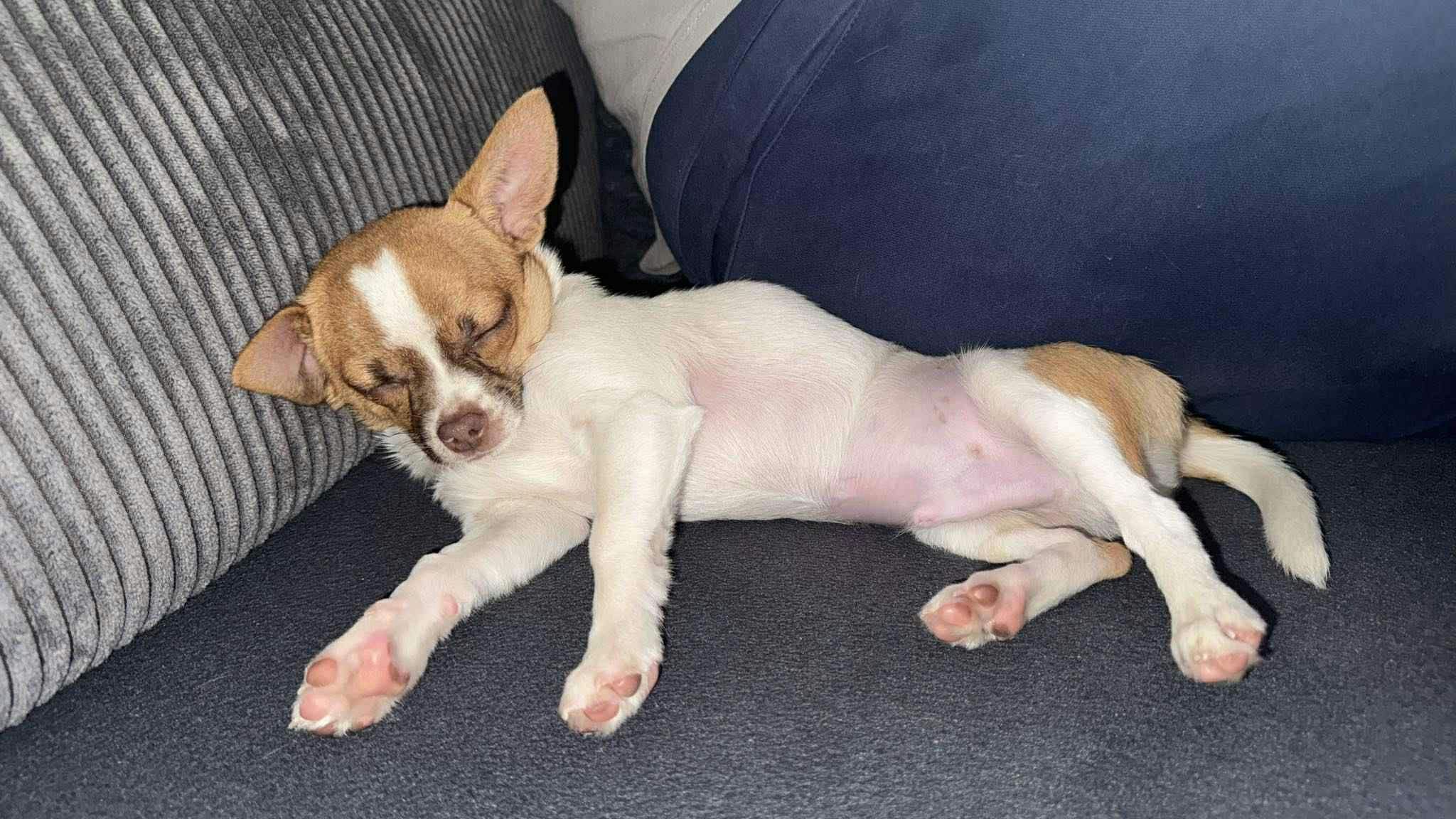 "Louis" hat die Nacht auf den 2. September leider nicht überstanden.