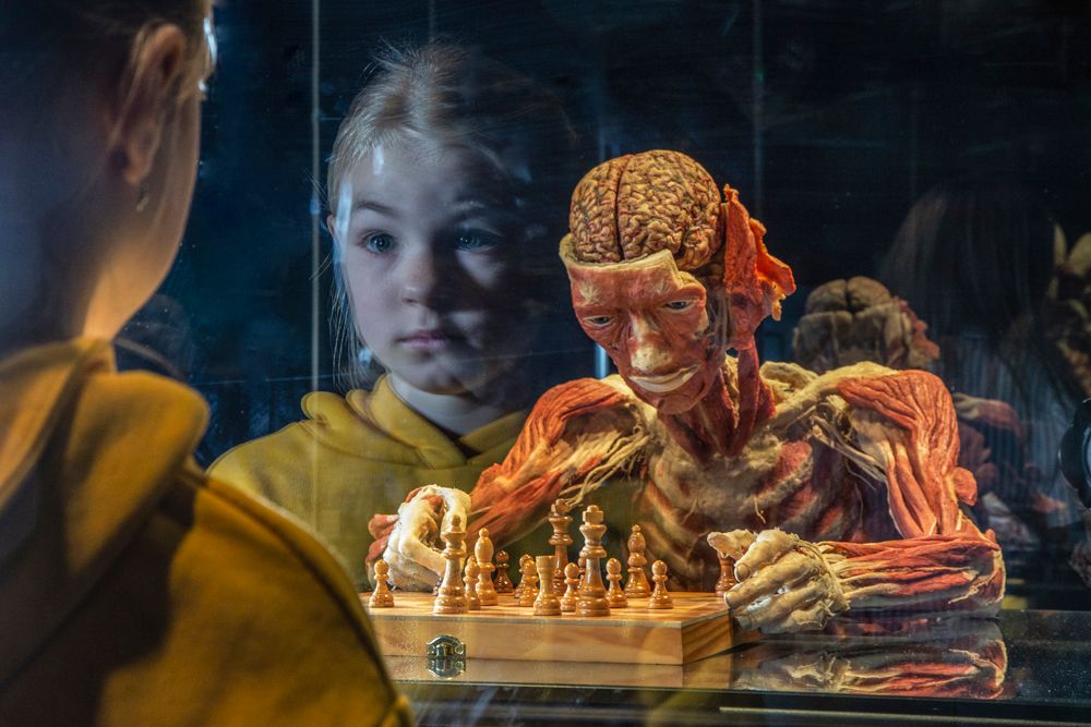 Die Plastinate sorgen bei große und kleinen Besuchern für Faszination.