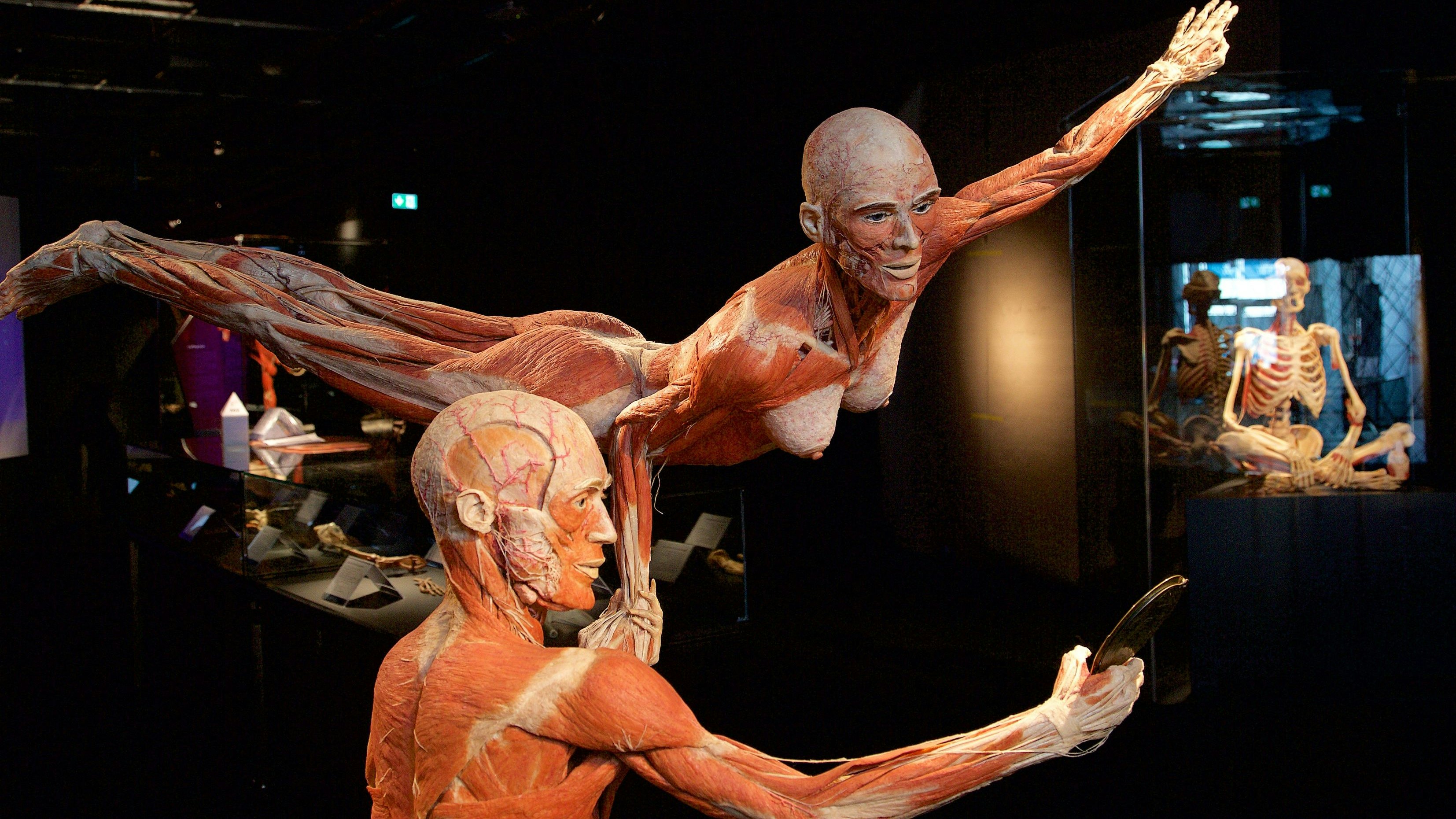Die Körperwelten-Schau kommt nach Wien zurück.