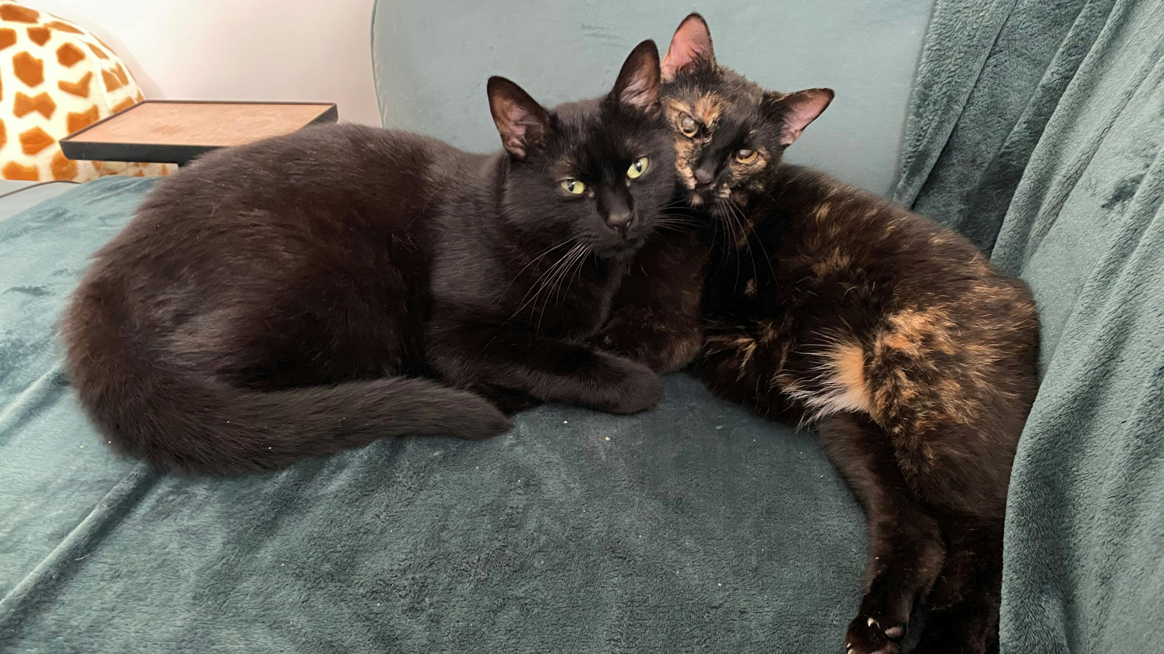 Die Katzendame (rechts) ist mit fünf Monaten augrund einer Augenentzündung erblindet - meistert das Leben jedoch besser als ihr sehender Bruder.