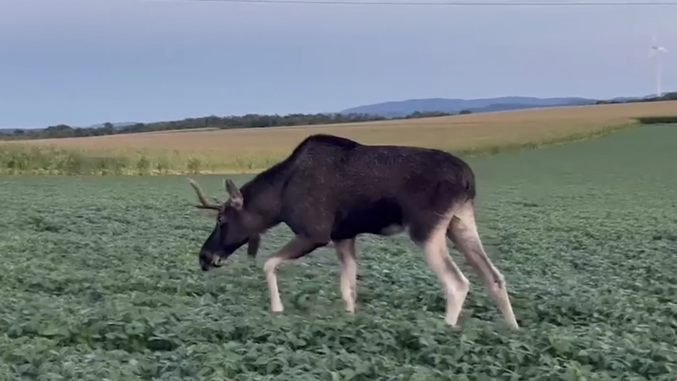 Heute.at - Elch Emil ist wieder da – Autofahrer stoppen für Fotos