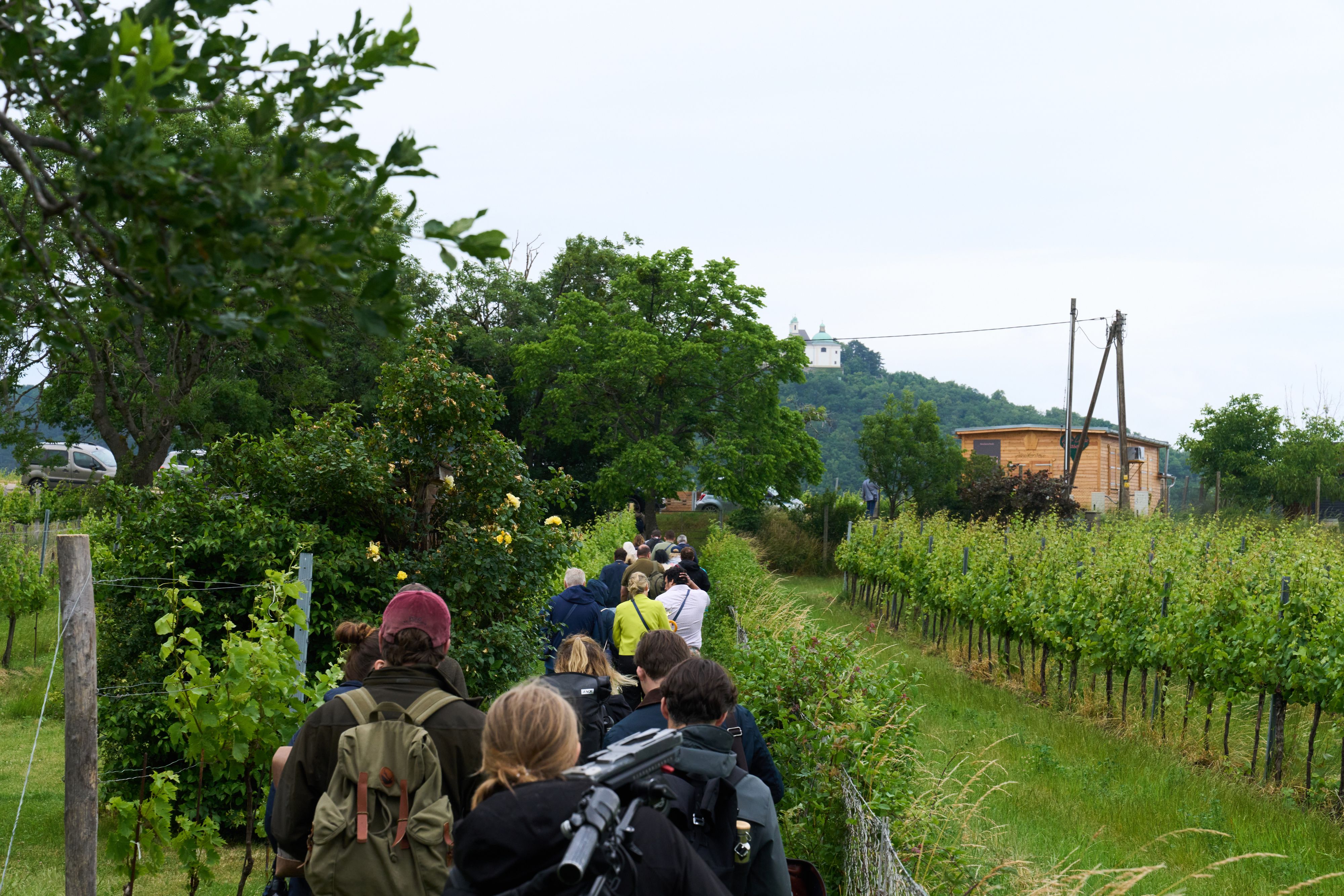 Der 150 Meter Wander-Abschnitt mit Blick zum Leopoldsberg