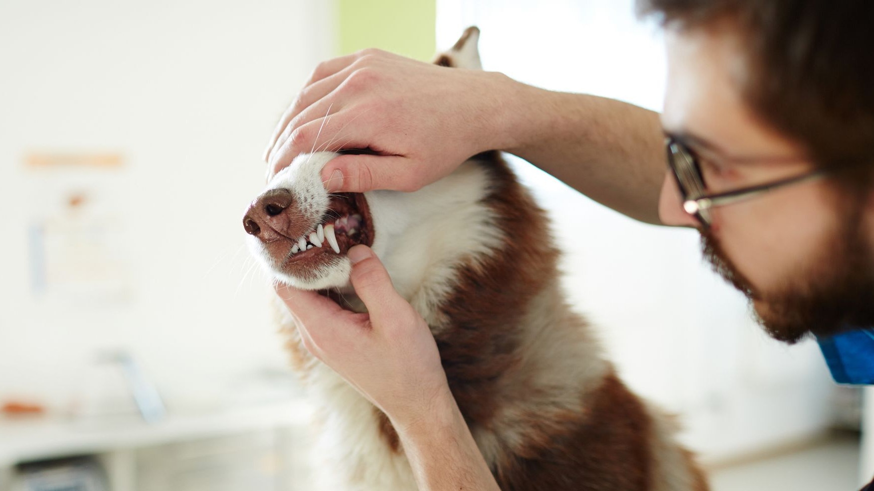 Heute.at - Mundhygiene für 600 Euro! Tierarzt-Kosten explodieren