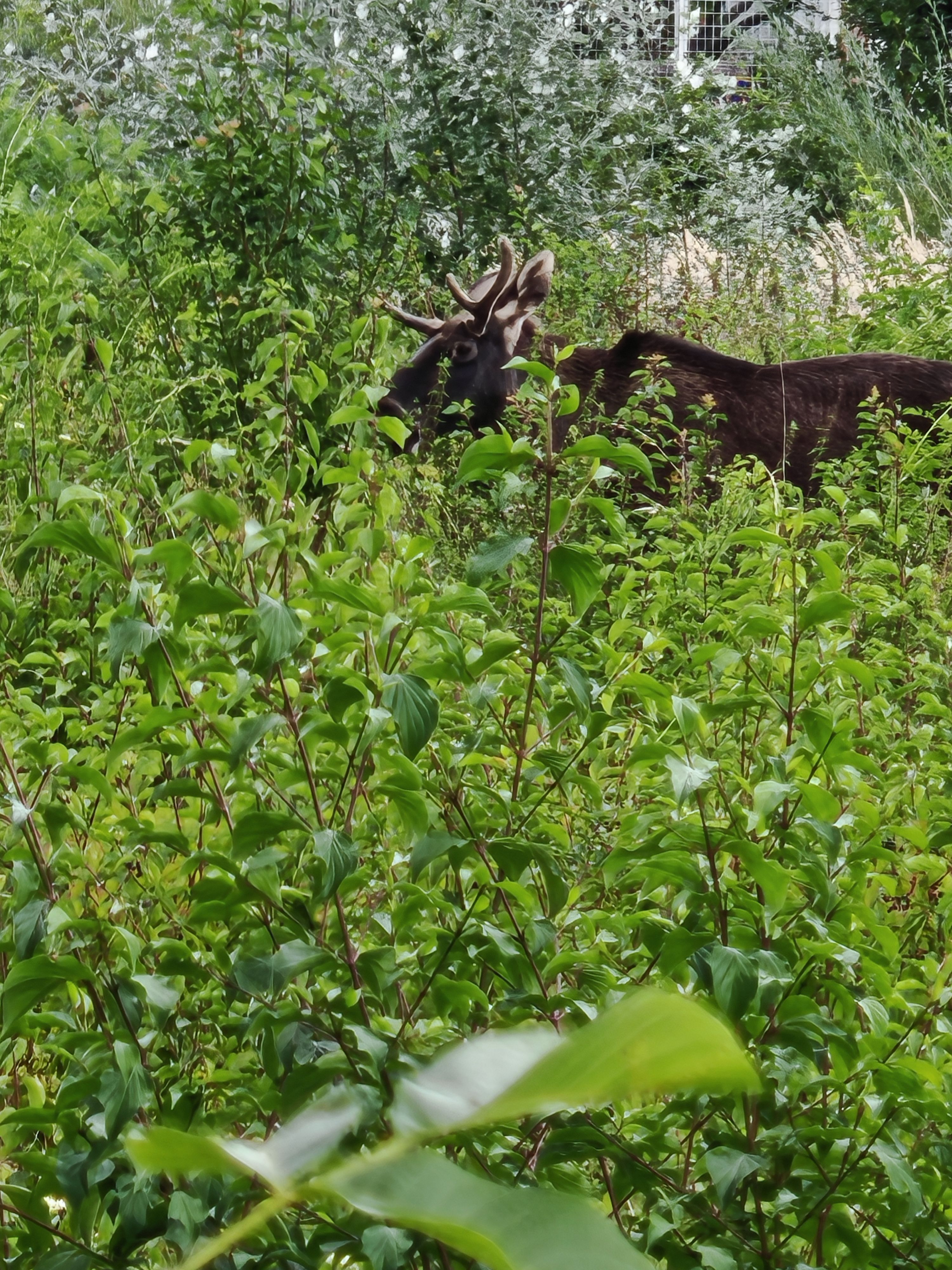 Emil wurde von einem Leserreporter in St. Pölten gesichtet.