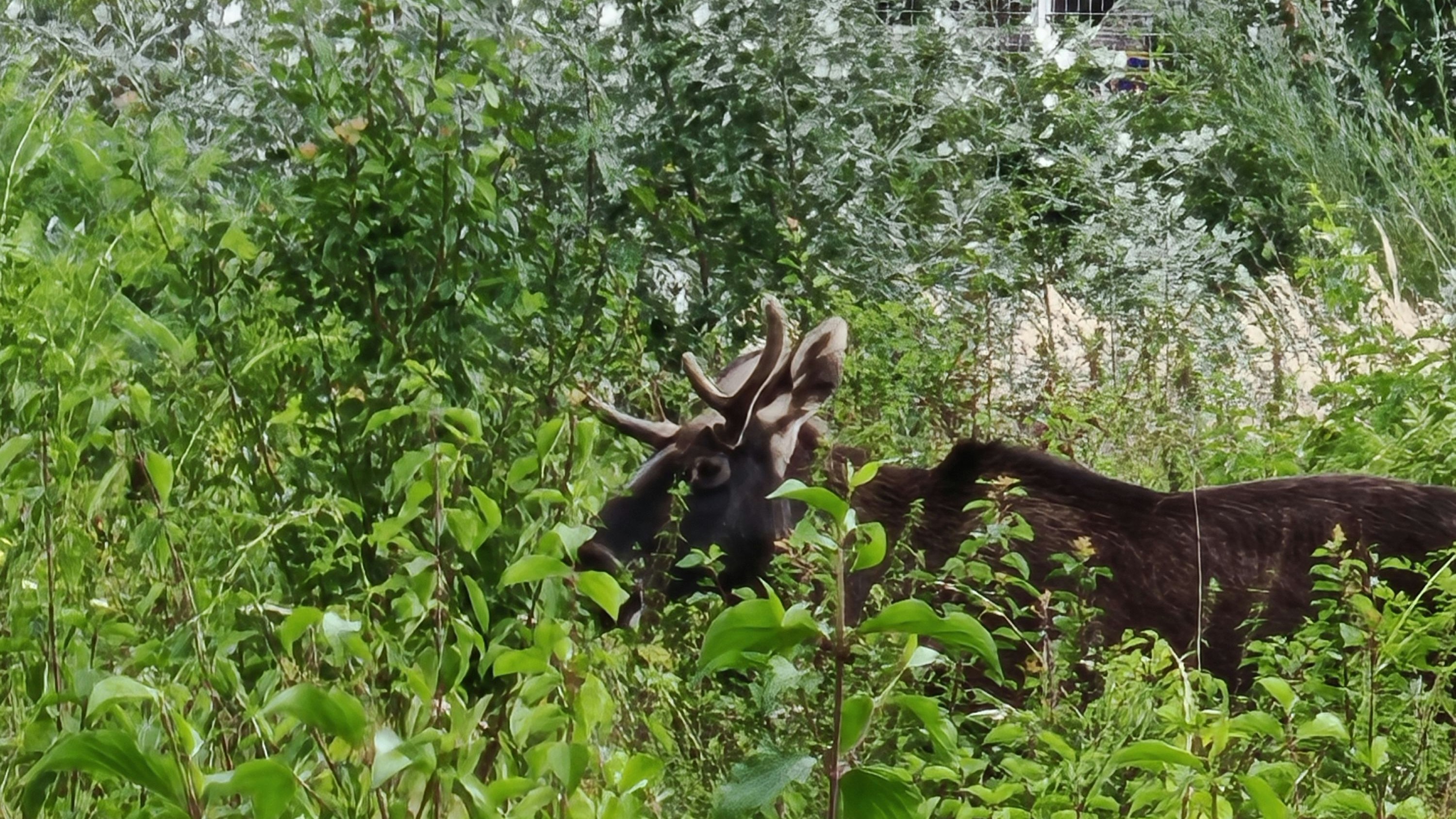 Heute.at - Neue Fotos! Elch Emil mitten in St. Pölten gesichtet