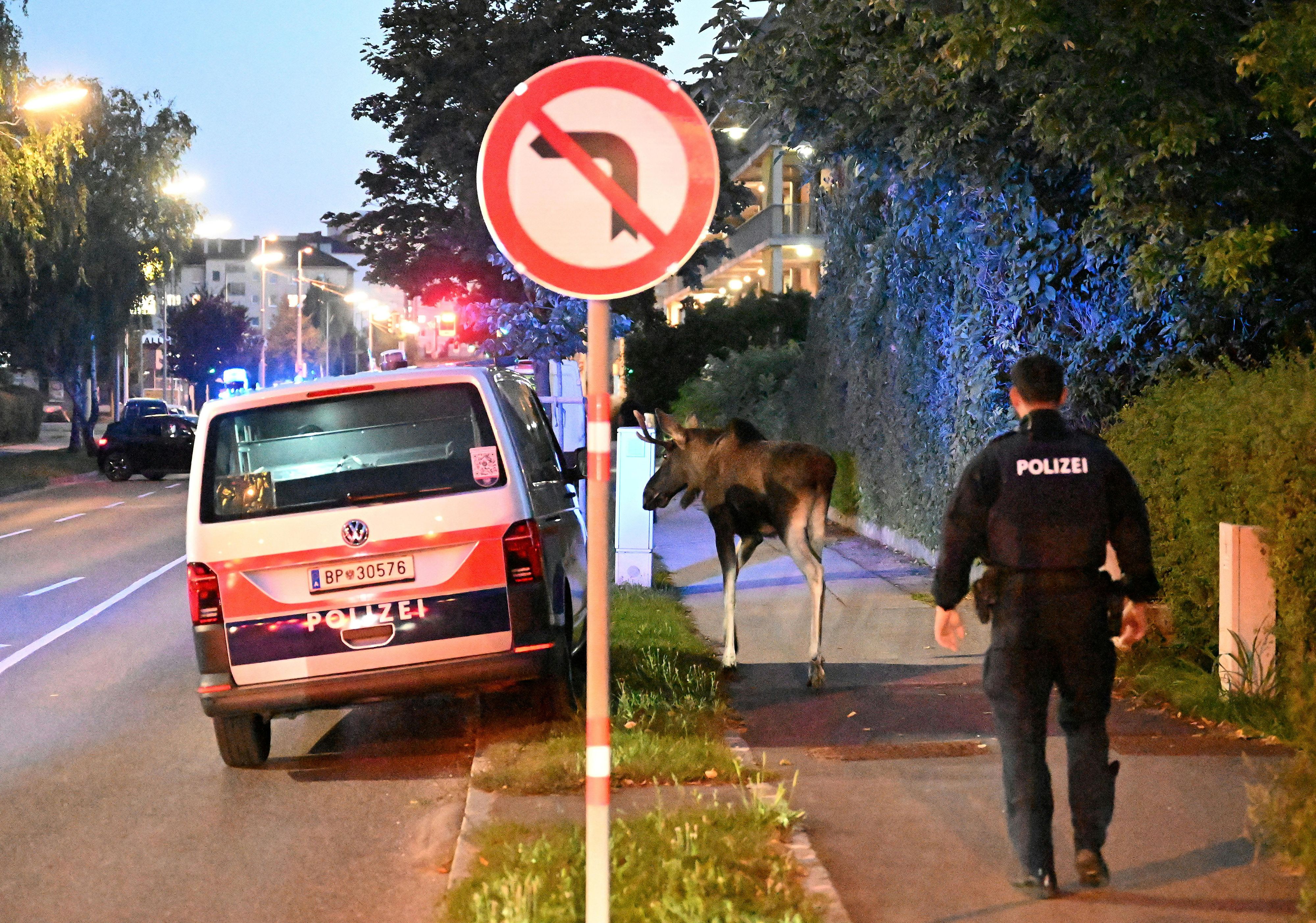 Seit rund zweieinhalb Wochen ist Elch 