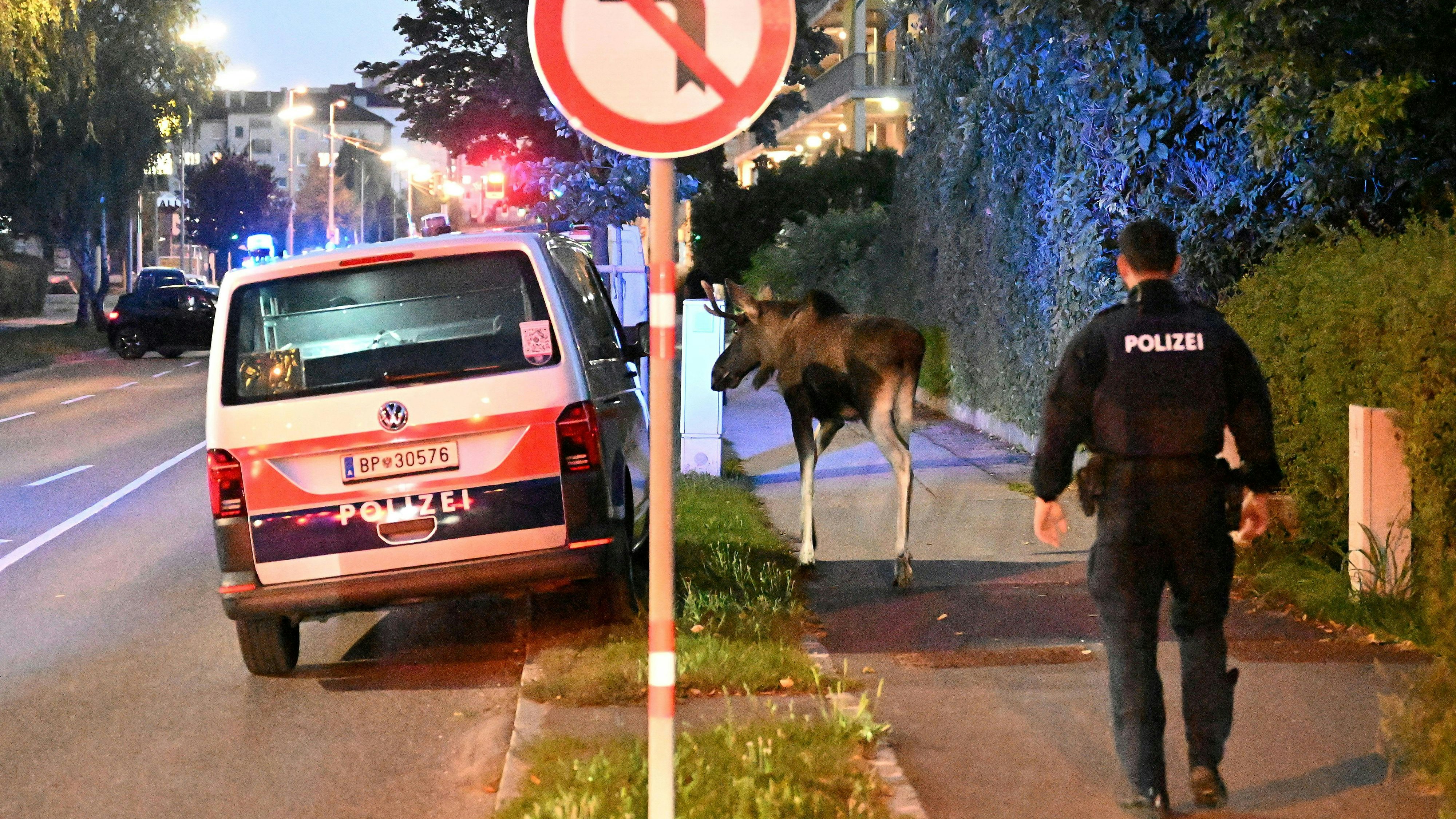 Heute.at - Polizei als Bodyguards für Elch, dann legt er Bahn lahm