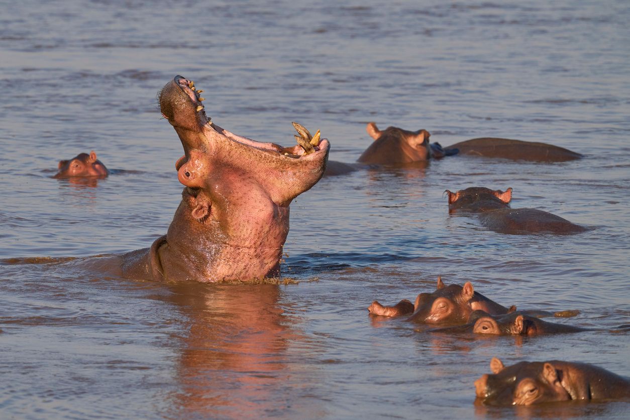In Elfenbeinküste sind elf Menschen bei einer Begegnung mit einem Flusspferd ums Leben gekommen.