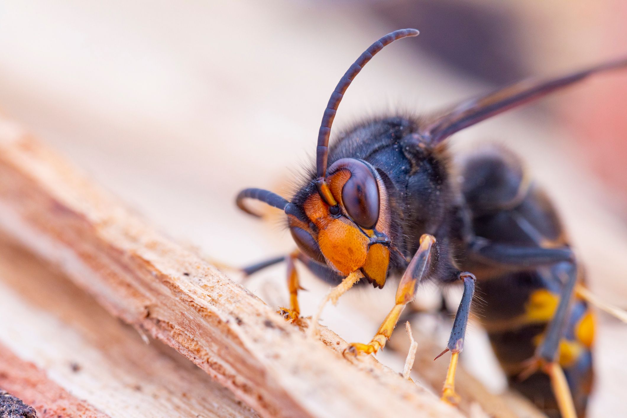 In der Steiermark wurde eine Radfahrerin von mehreren Hornissen attackiert. (Symbolbild)