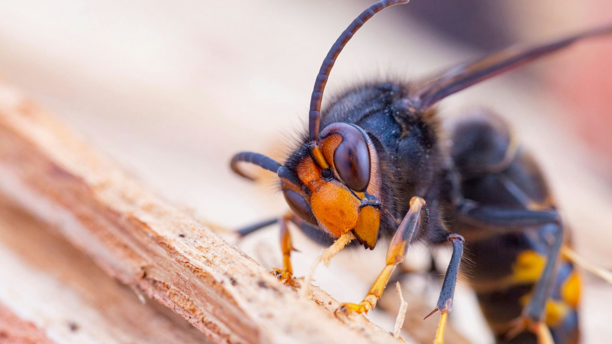 Heute.at - Von Hornissen attackiert – Radfahrerin kämpft um Leben