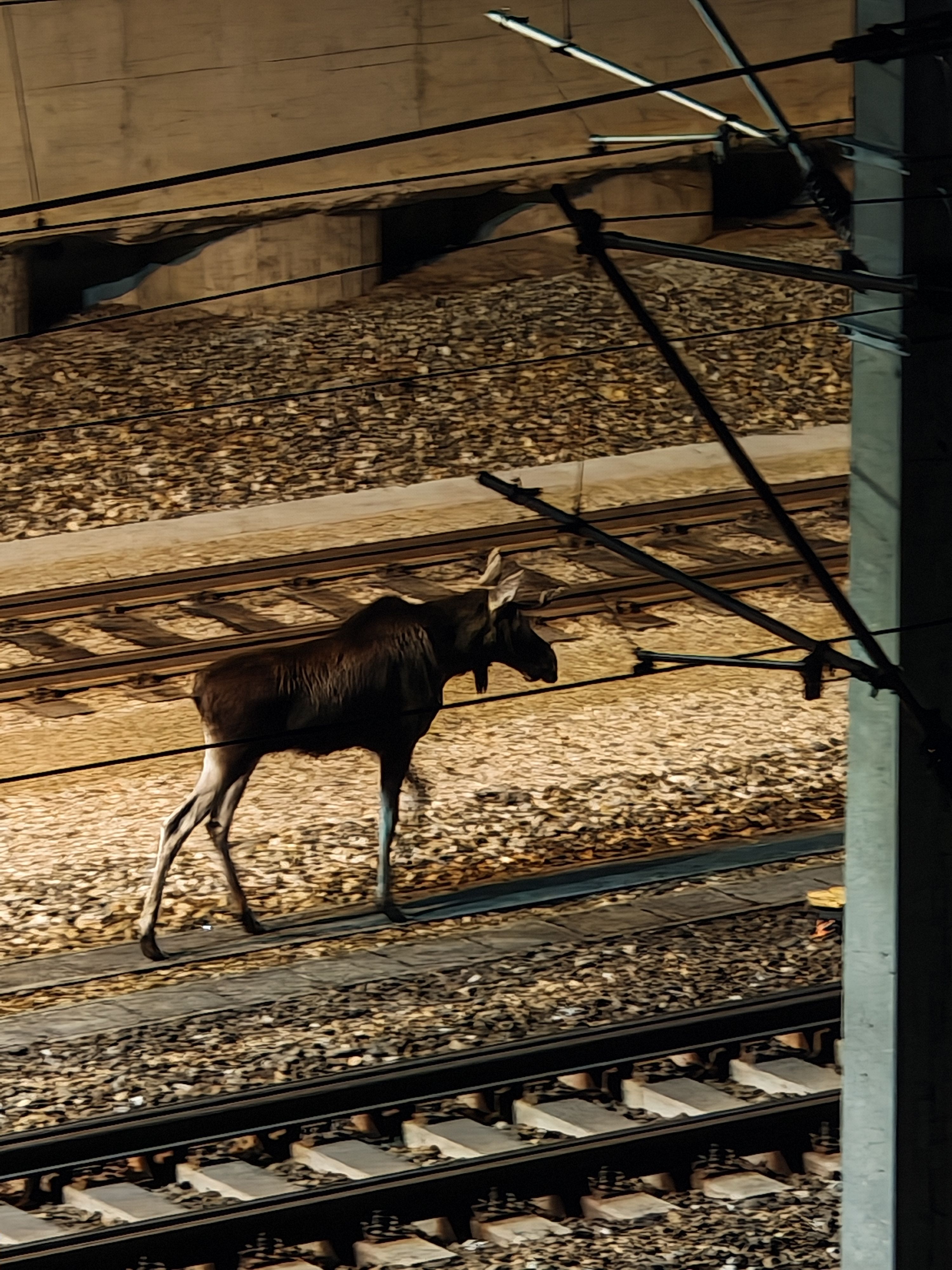Emil sorgte für einen Polizeieinsatz am Samstagabend.