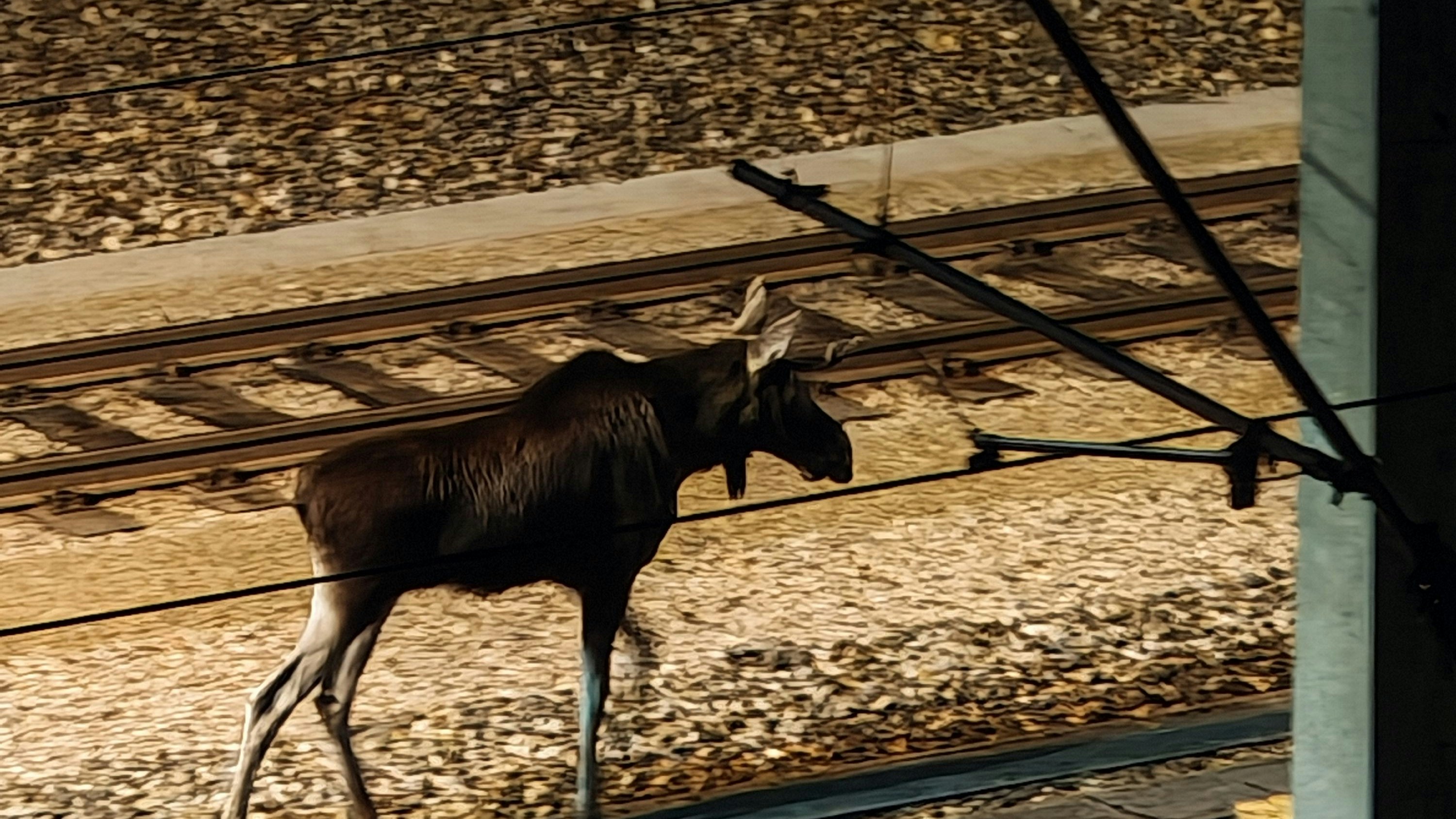 Leserreporter begegneten Elch Emil in der niederösterreichischen Landeshauptstadt