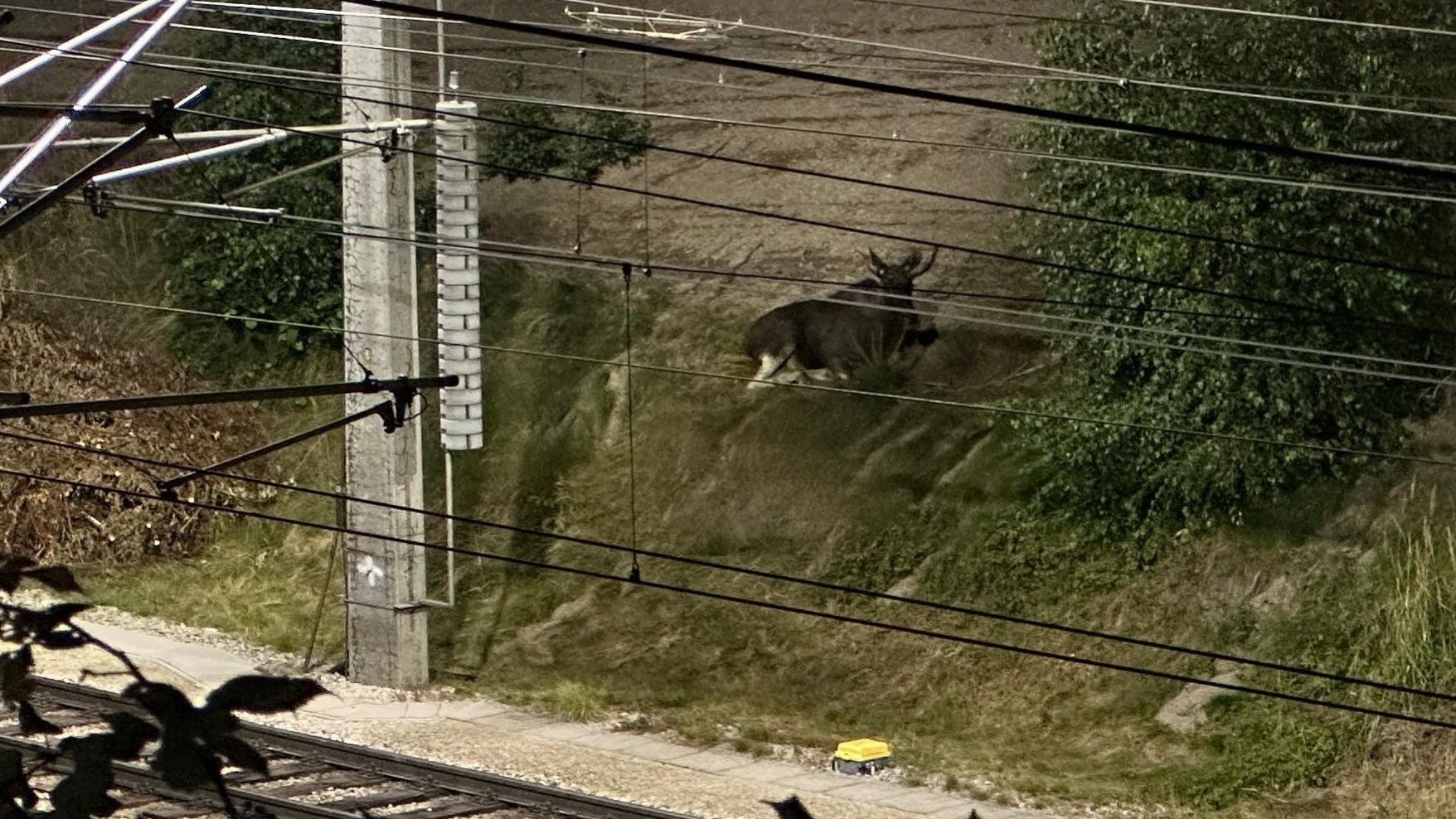 Heute.at - Polizeischutz, Bahnsperre – Elch marschiert nach Norden
