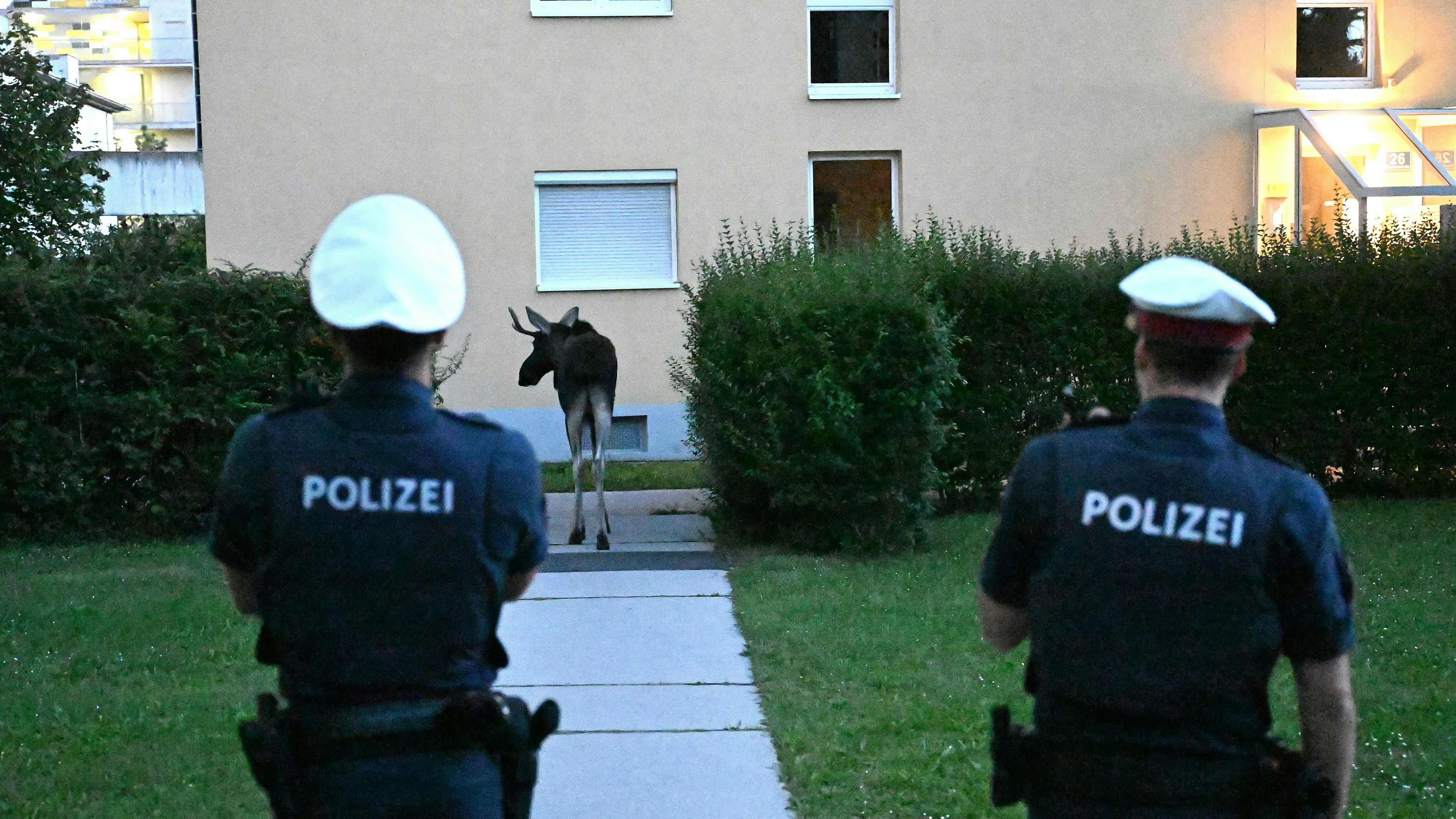 Die Polizei in St. Pölten im Elch-Einsatz