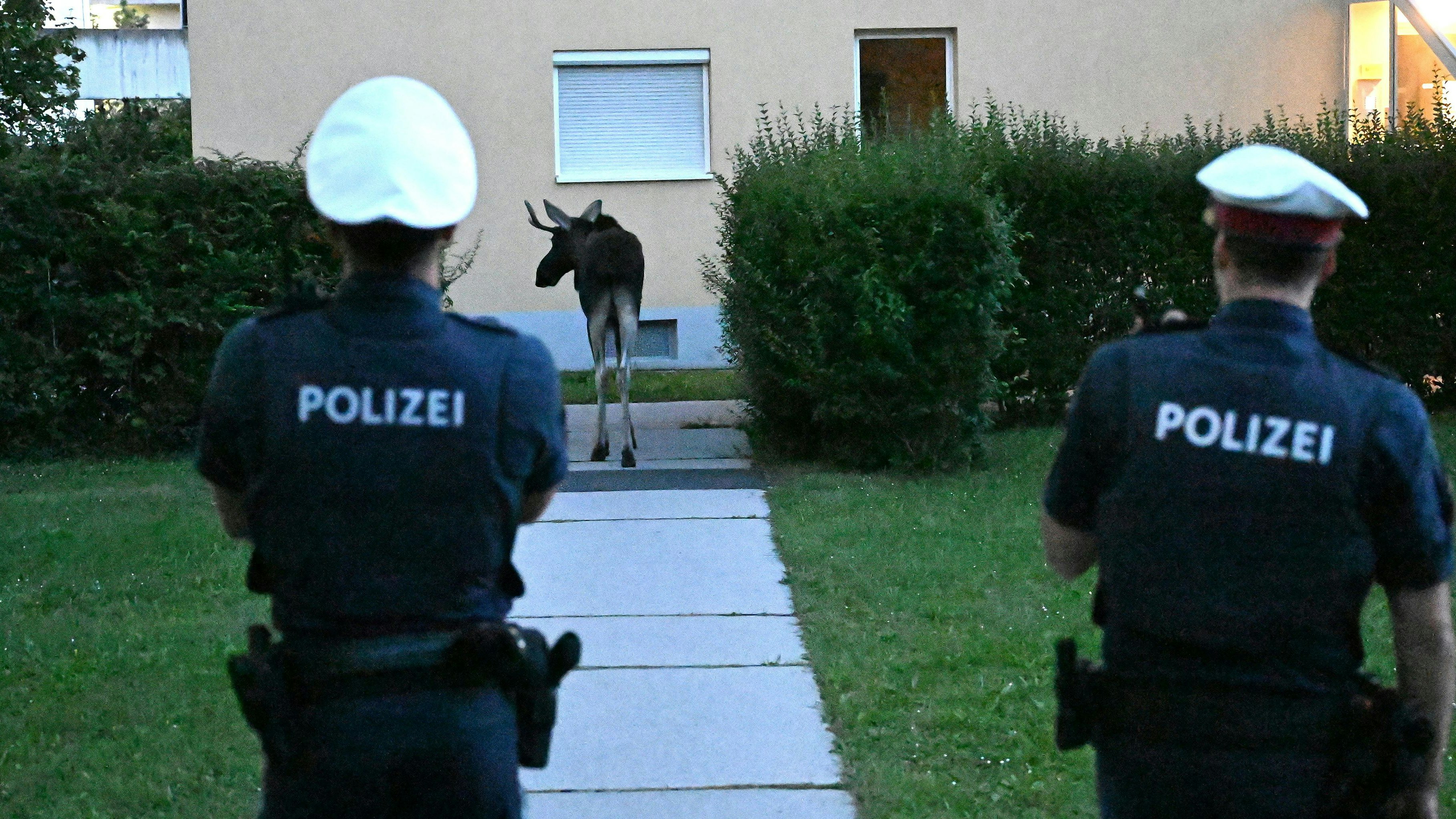Heute.at - Elch Emil begeistert 10.000 Fans in Niederösterreich