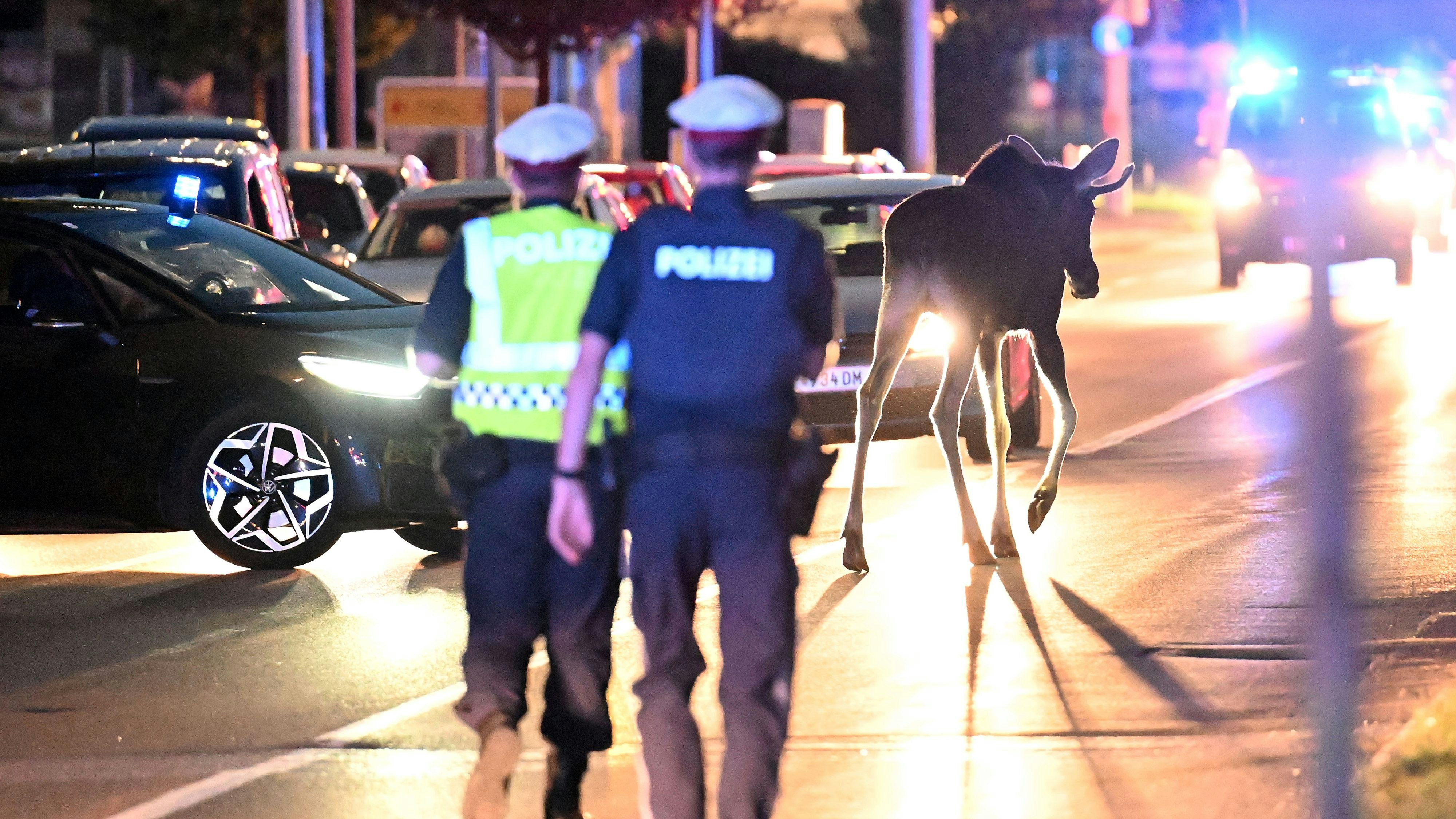 Die Polizei in St. Pölten im Elch-Einsatz