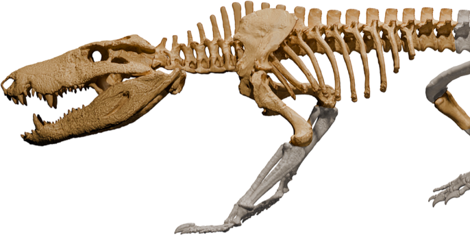 Wissenschaftliche Rekonstruktion: Schon das Skelett des fast vier Meter langen Urzeit-Krokodils macht Angst.