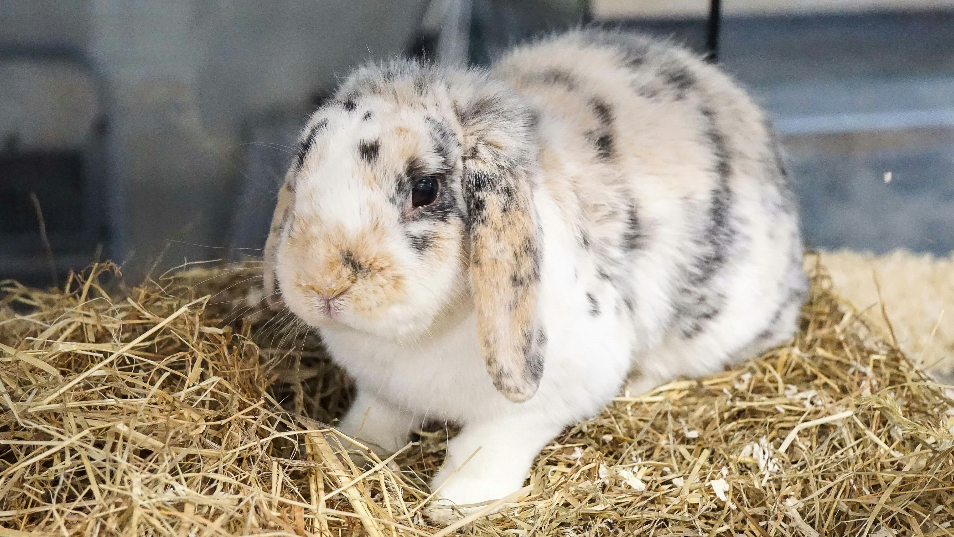 Heute.at - Cole sucht ein Kaninchen mit Schnupfen